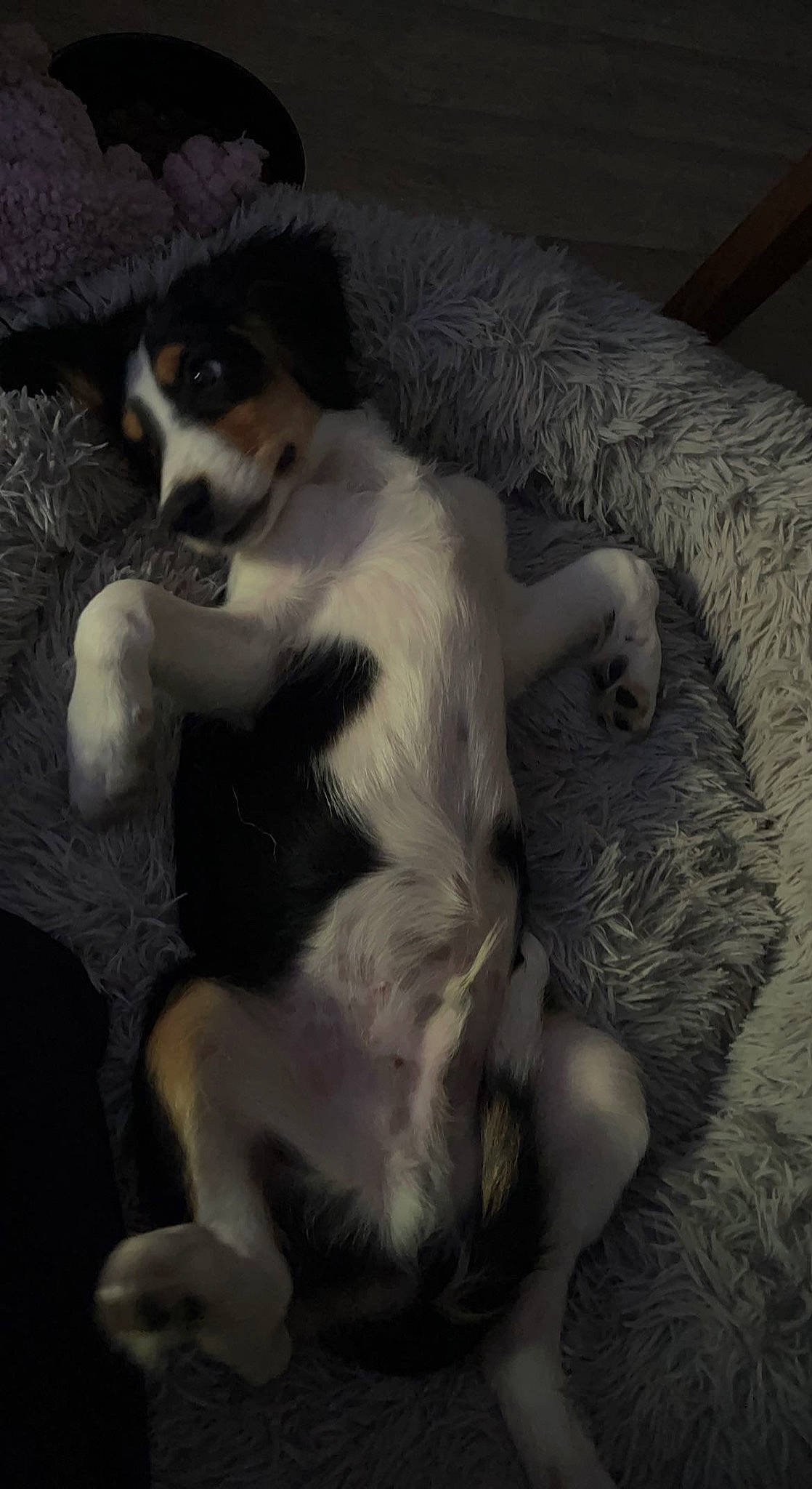 Maïki participe au concours pour gagner de l'argent avec cette photo : canidae, carnivore, claw, comfort, companion_dog, couch, dog, dog_breed, fawn, felidae, fur, paw, puppy, small_to_medium_sized_cats, snout, sporting_group, tail, terrestrial_animal, whiskers, working_animal