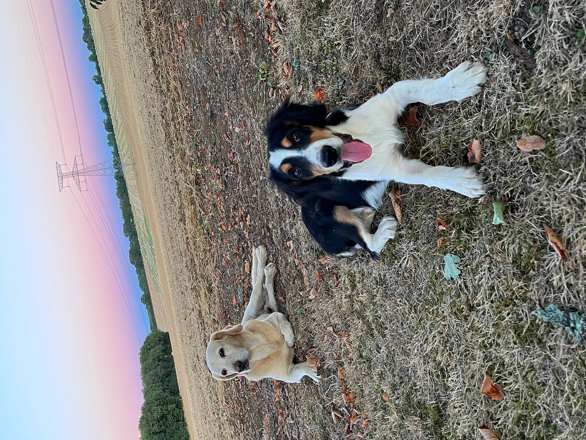 Maïki participe au concours pour gagner de l'argent avec cette photo : adventure, canidae, carmine, carnivore, companion_dog, dog, dog_breed, fawn, landscape, pet_supply, recreation, shadow, sky, soil, sporting_group, sunglasses, tree, trunk, water, wood