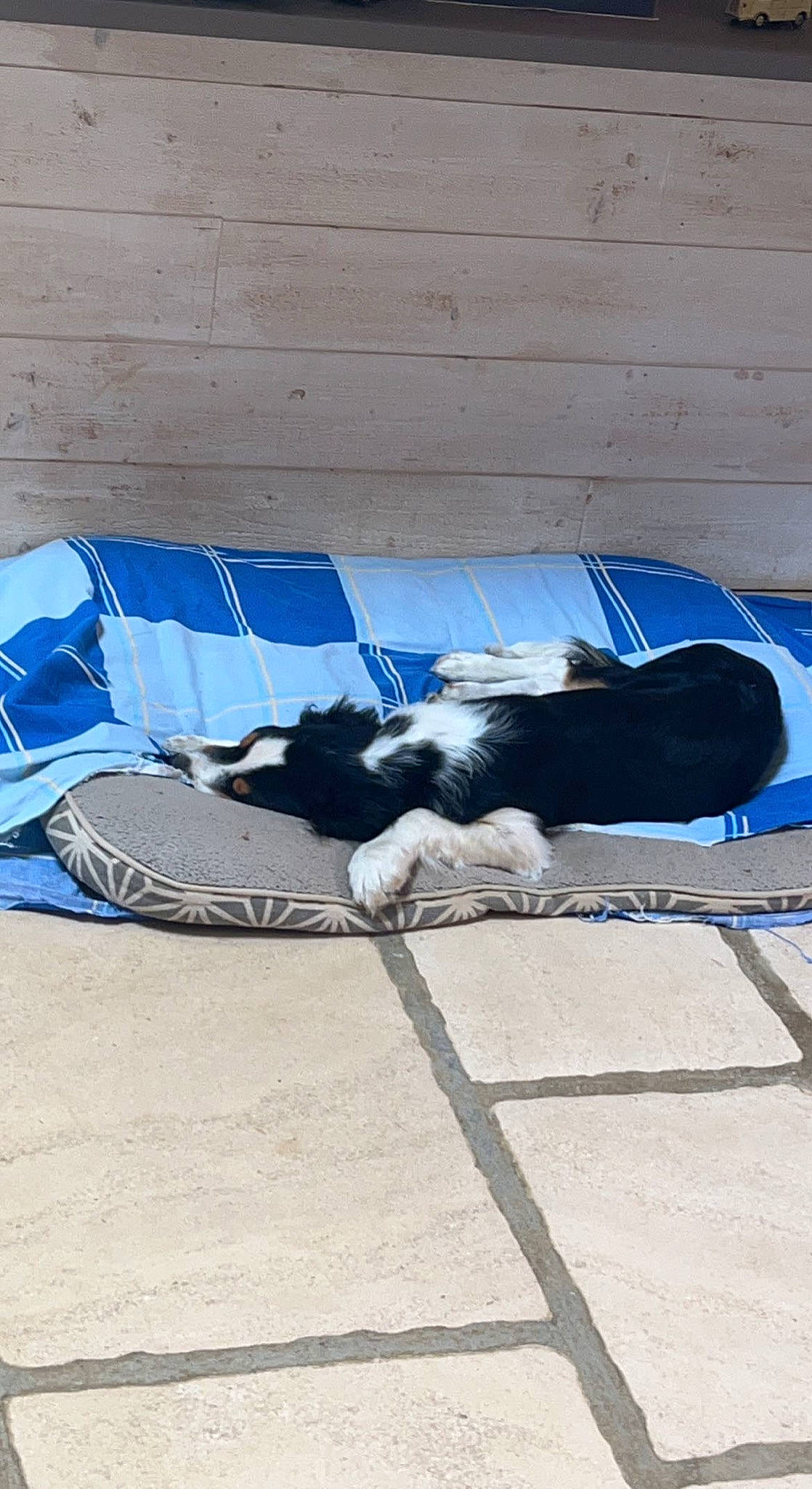 Maïki a rejoint le concours — aidez-le/la à gagner de superbes lots ! blue, carnivore, comfort, companion_dog, dog, dog_breed, electric_blue, felidae, flooring, fur, human_leg, leisure, road_surface, shadow, sidewalk, sitting, small_to_medium_sized_cats, sporting_group, tail, tints_and_shades