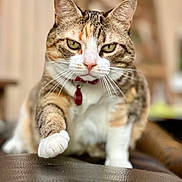 Missy a rejoint le concours — aidez-le/la à gagner de superbes lots ! cat, tabby, pet, indoor, close_up, whiskers, paw, fur, focused, collar, domestic_animal, animal, mammal, cute, feline, face, eyes, nose, sitting, background_blur