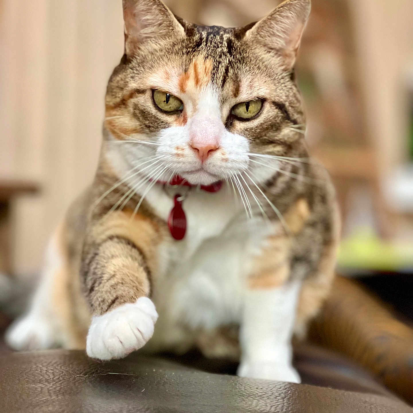 Missy a rejoint le concours — aidez-le/la à gagner de superbes lots ! cat, tabby, pet, indoor, close_up, whiskers, paw, fur, focused, collar, domestic_animal, animal, mammal, cute, feline, face, eyes, nose, sitting, background_blur