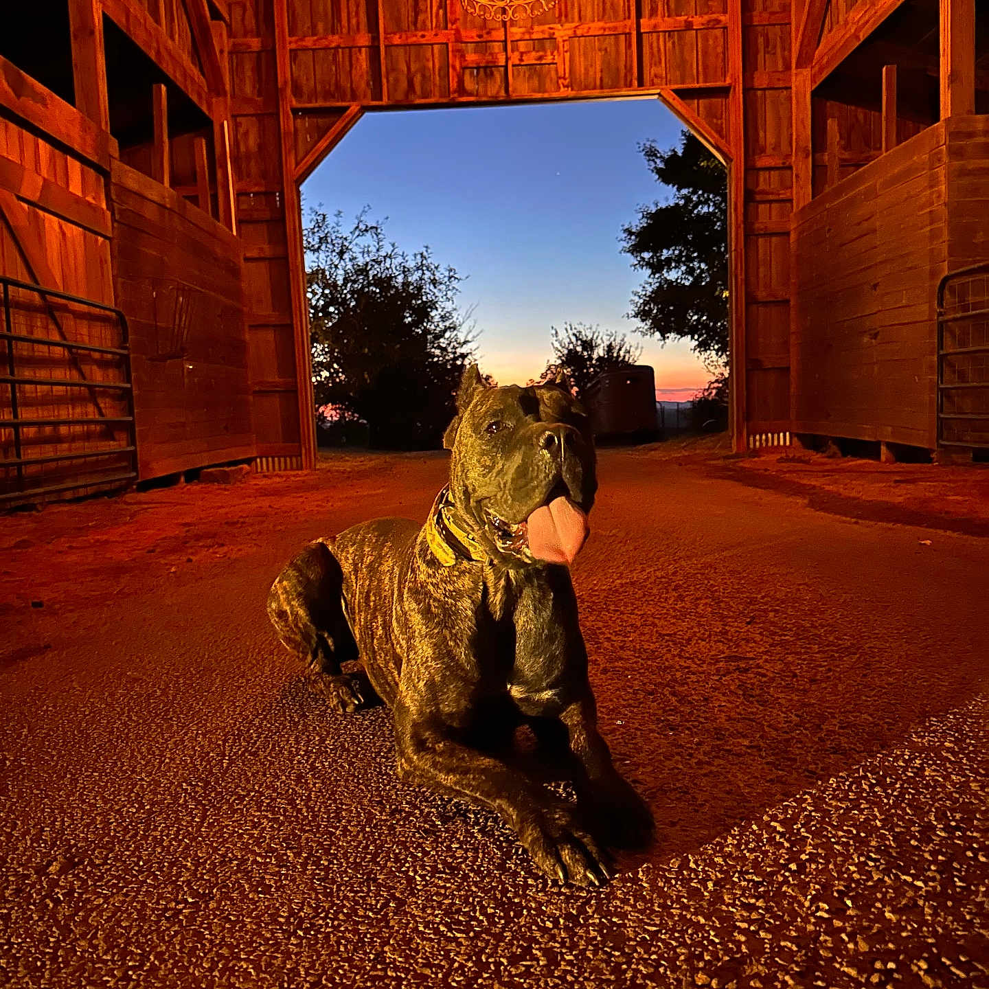 Athena joined the competition — help win amazing prizes! animal, architecture, barn, brindle_dog, chandelier, dog, doorway, gravel_floor, horizon, nighttime, pet, portrait, relaxed, rustic, silhouette, sunset, tongue_out, trees, warm_lighting, wooden_beams