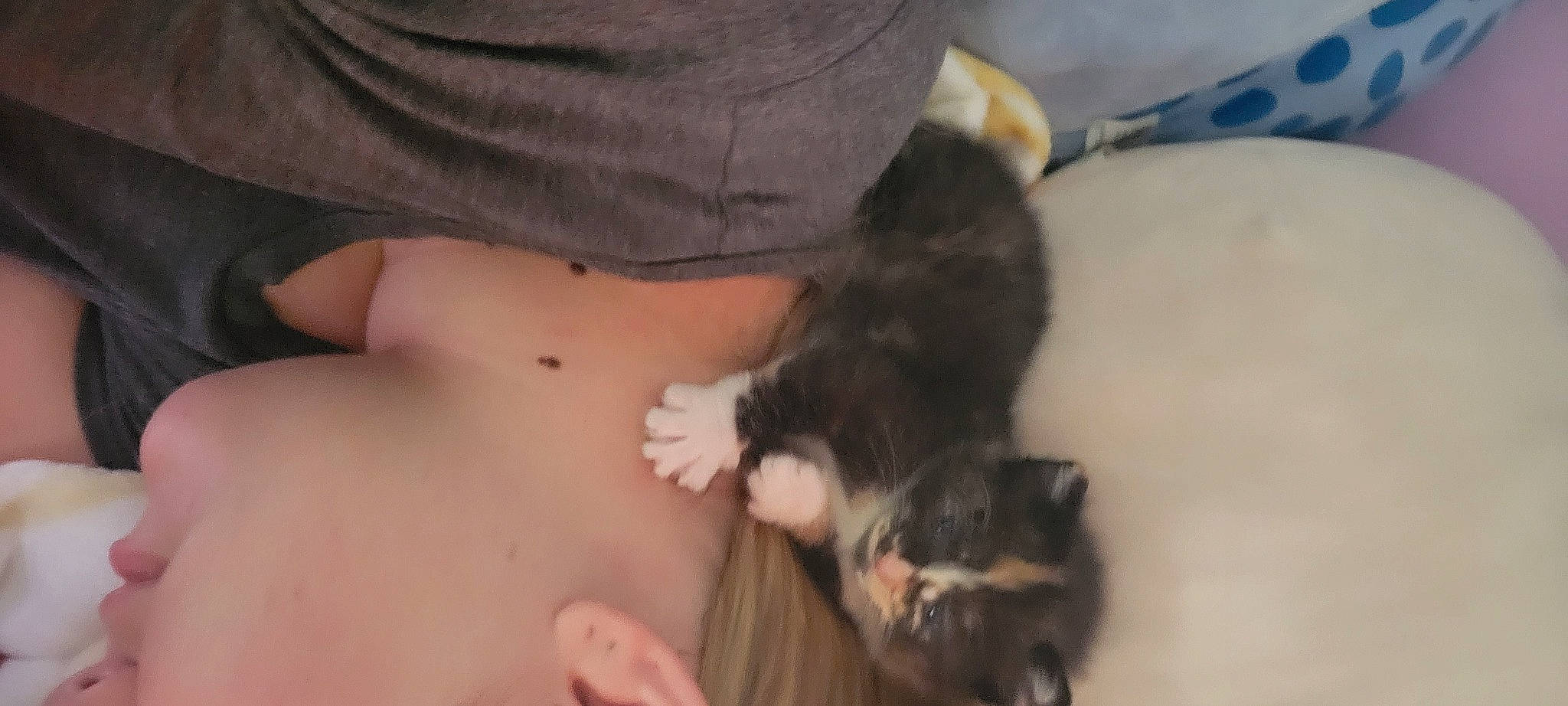 Willow joined the competition — help win amazing prizes! abdomen, carnivore, cat, chest, comfort, companion_dog, dog_breed, domestic_short_haired_cat, elbow, fawn, felidae, fur, human_leg, nail, navel, paw, small_to_medium_sized_cats, tail, thigh, whiskers