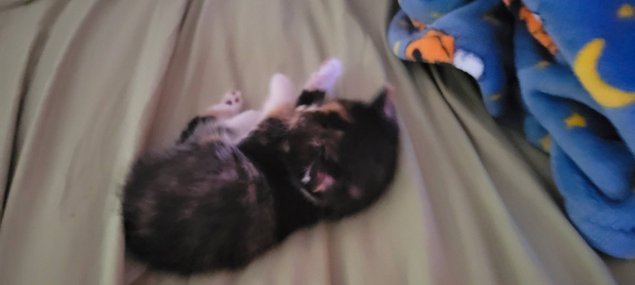 Willow joined the competition — help win amazing prizes! black_cat, canidae, carnivore, cat, claw, companion_dog, denim, dog_breed, domestic_short_haired_cat, felidae, fur, nap, non_sporting_group, paw, small_to_medium_sized_cats, sporting_group, tail, terrestrial_animal, toy_dog, whiskers