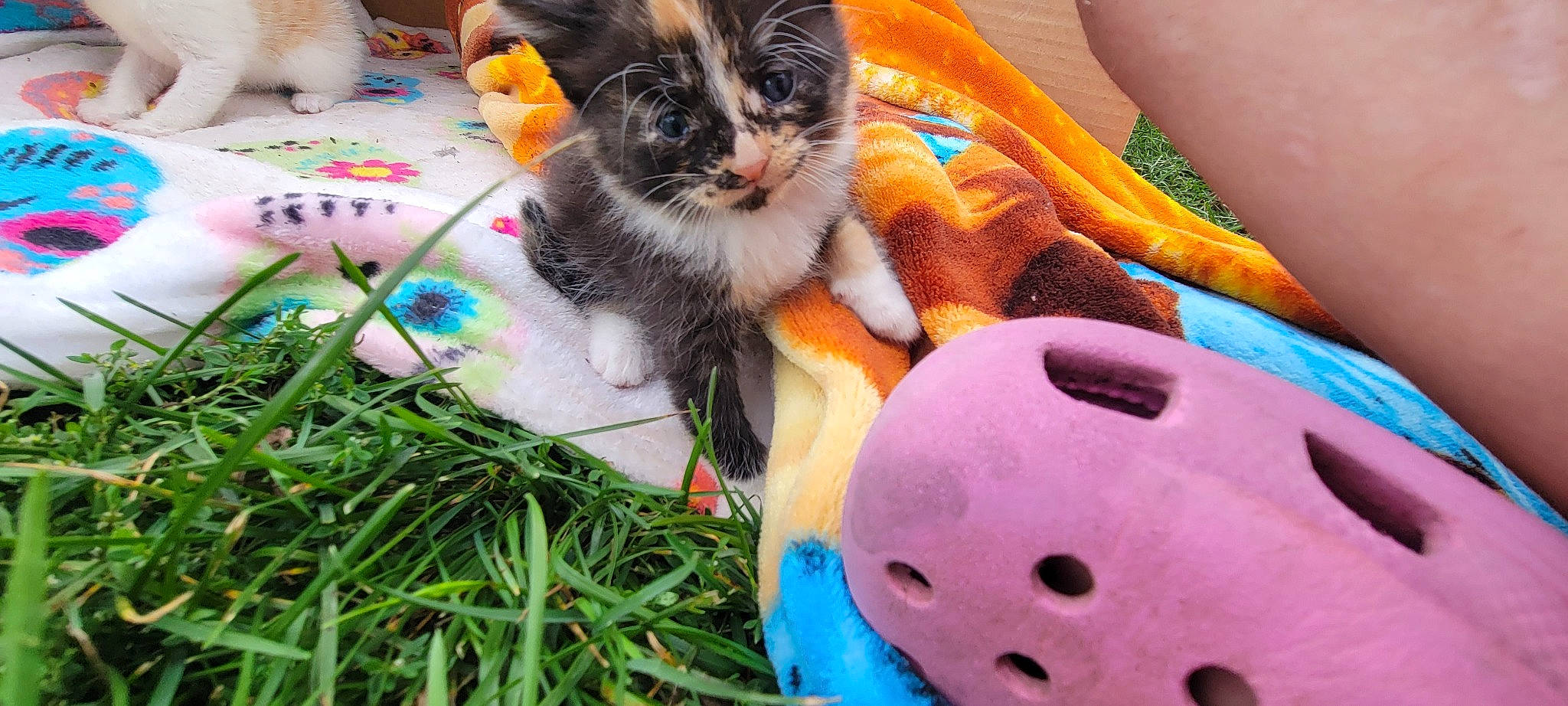 Willow is registered to the contest to win money with this photo: carnivore, cat, claw, domestic_short_haired_cat, event, felidae, foot, fur, grass, holiday, lap, orange, paw, plant, plush, small_to_medium_sized_cats, stuffed_toy, tail, toy, whiskers