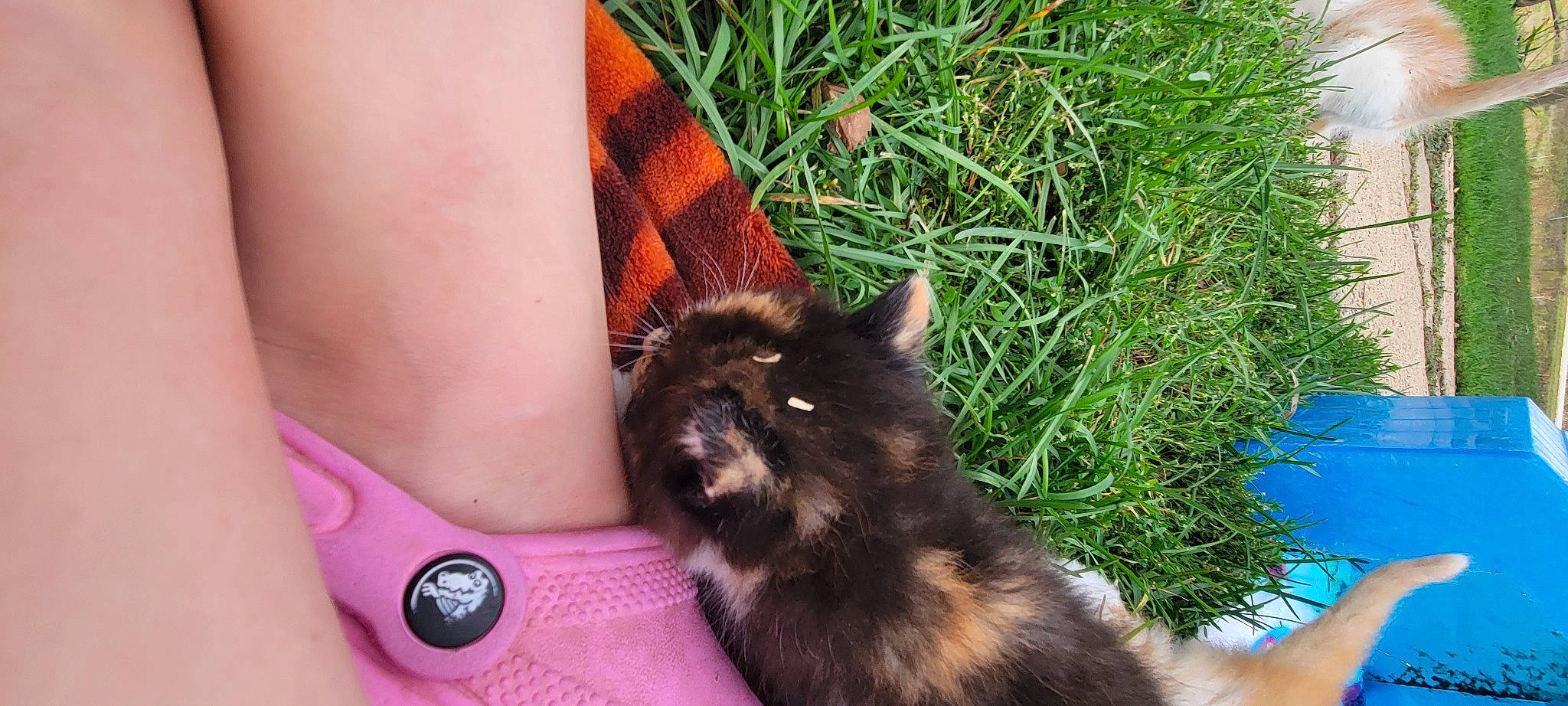 Willow joined the competition — help win amazing prizes! black_cat, carnivore, cat, claw, collar, companion_dog, dog_breed, domestic_short_haired_cat, felidae, foot, fur, grass, human_leg, nail, paw, plant, small_to_medium_sized_cats, spitz, tail, whiskers