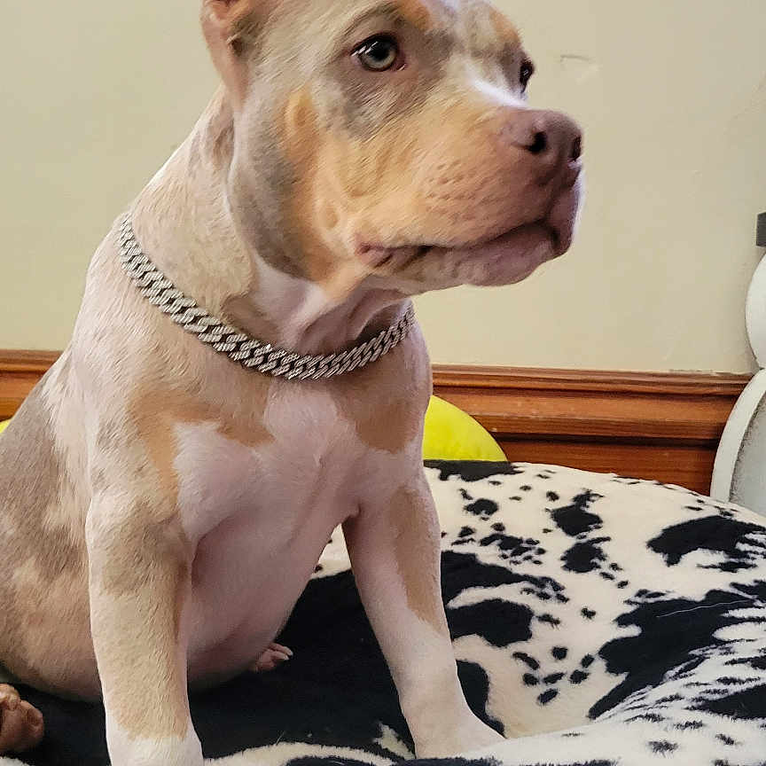 Copper