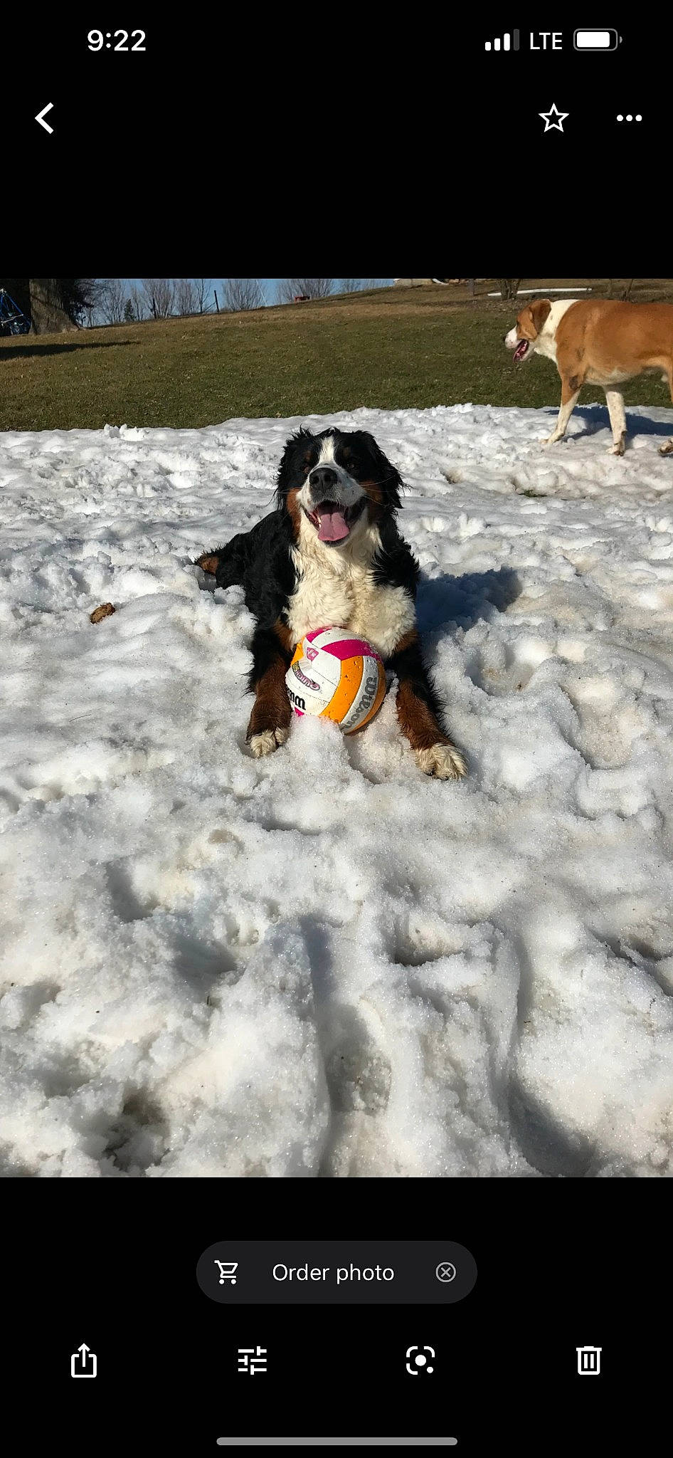 Jasmine is registered to the contest to win money with this photo: canidae, carnivore, collar, companion_dog, dog, dog_breed, dog_collar, freezing, fun, fur, gun_dog, herding_dog, mammal, plant, recreation, snow, sporting_group, st_bernard, winter, working_animal