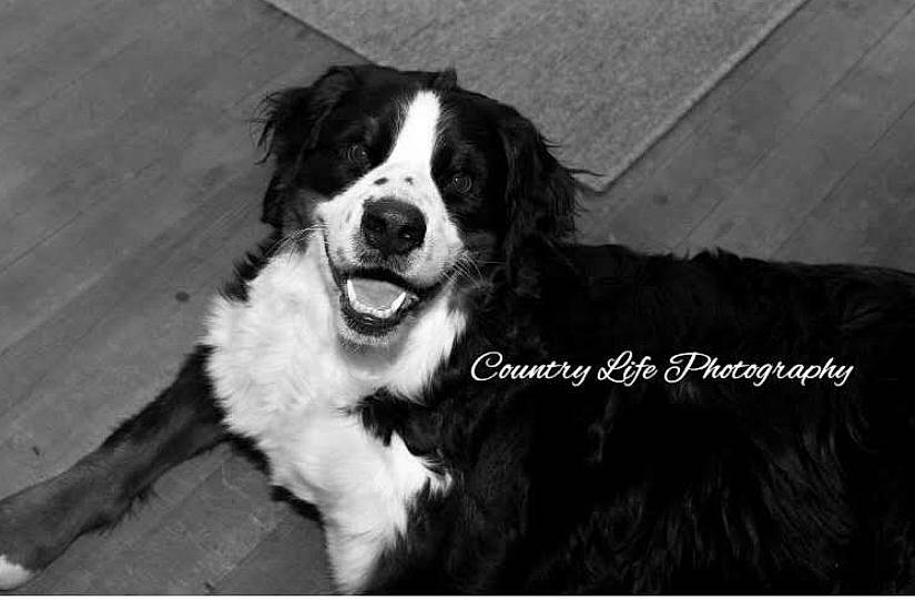 Jasmine is registered to the contest to win money with this photo: bored, carnivore, companion_dog, dog, dog_breed, fur, gun_dog, herding_dog, monochrome, monochrome_photography, snout, sporting_group, terrestrial_animal, whiskers, working_dog