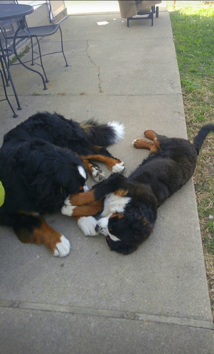 Jasmine joined the competition — help win amazing prizes! asphalt, bernese_mountain_dog, carnivore, chair, companion_dog, dog, dog_breed, driveway, flooring, fur, grass, mammal, paw, road_surface, scent_hound, sidewalk, sporting_group, tail, tire, working_animal