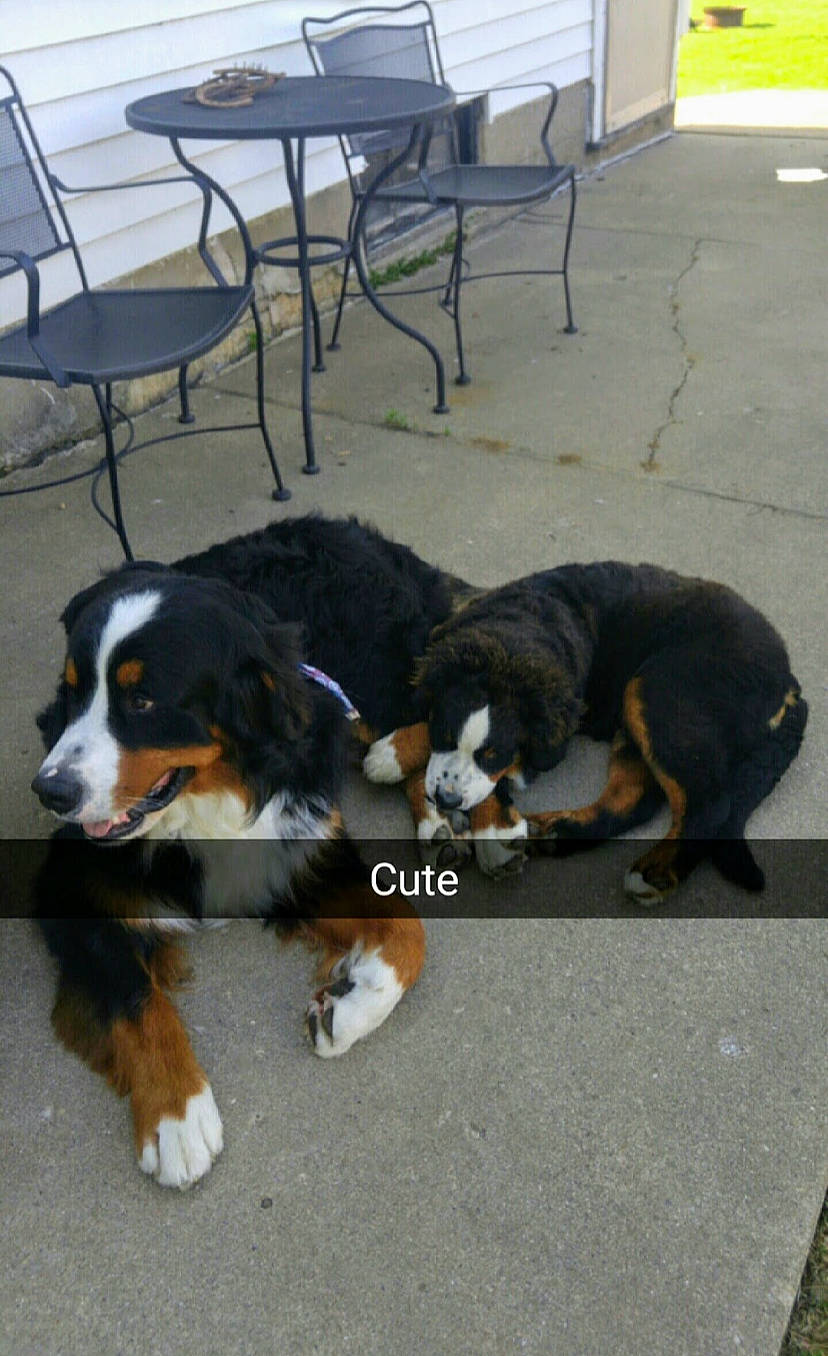 Jasmine joined the competition — help win amazing prizes! carnivore, chair, companion_dog, dog, dog_breed, flooring, fur, mammal, natural_material, sharing, sporting_group, table, tail, terrestrial_animal, vertebrate, working_dog