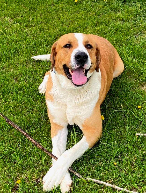 Butch joined the competition — help win amazing prizes! ball, canidae, carnivore, collar, companion_dog, dog, dog_breed, dog_collar, fawn, grass, groundcover, gun_dog, paw, plant, retriever, snout, sporting_group, tail, whiskers, wildlife