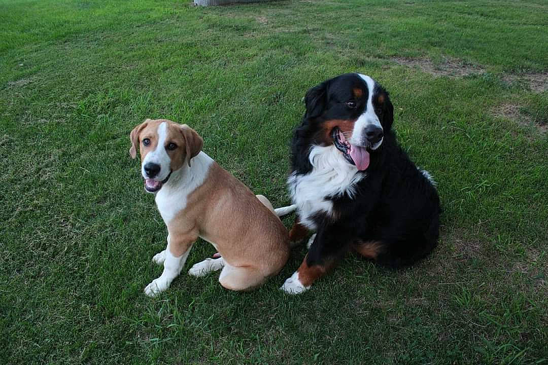 Butch is registered to the contest to win money with this photo: beaglier, canidae, carnivore, collar, companion_dog, dog, dog_breed, dog_collar, grass, hunting_dog, plant, scent_hound, snout, sporting_group, tail, working_dog