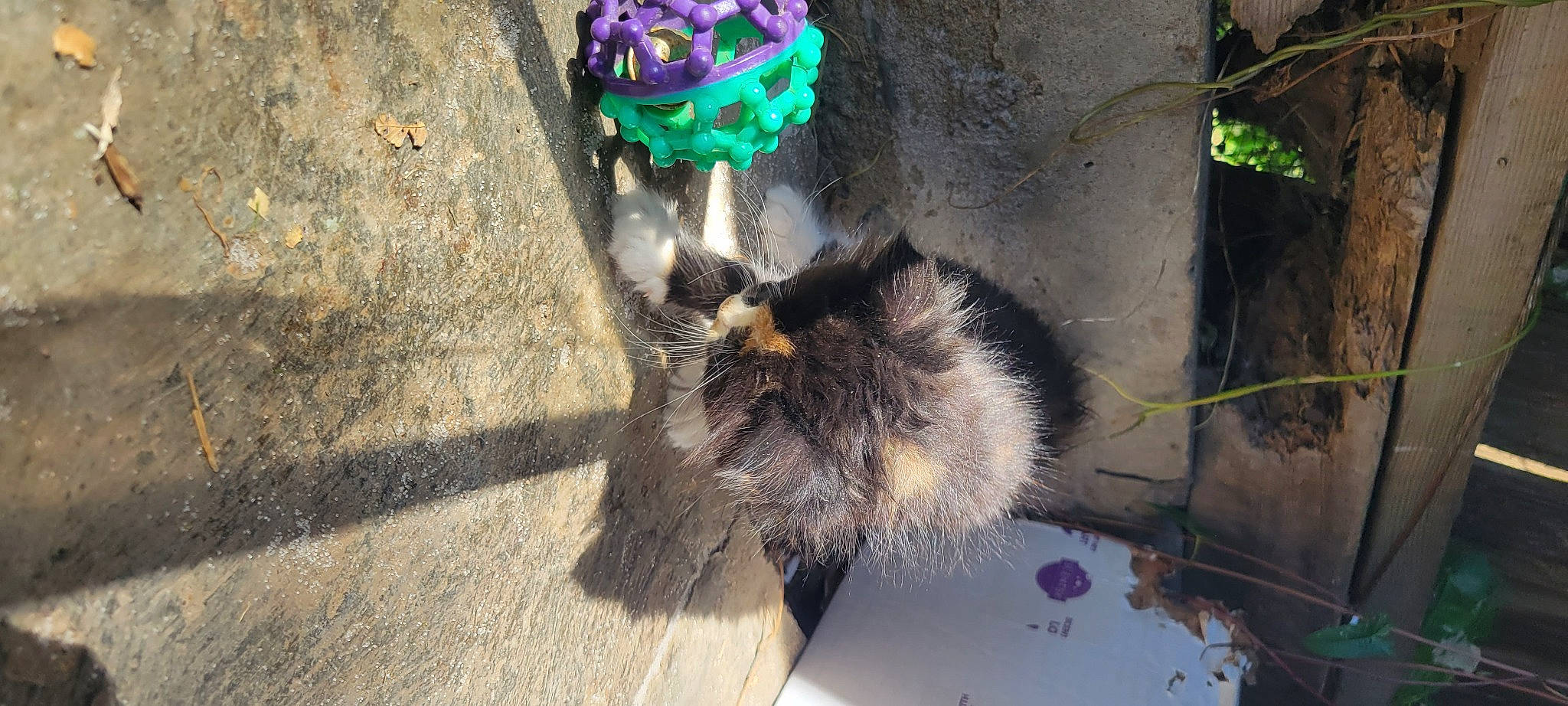 Callie joined the competition — help win amazing prizes! art, asphalt, claw, felidae, foot, fur, grass, human_leg, paw, plant, plastic, road_surface, rodent, shadow, sidewalk, small_to_medium_sized_cats, soil, tail, whiskers, window