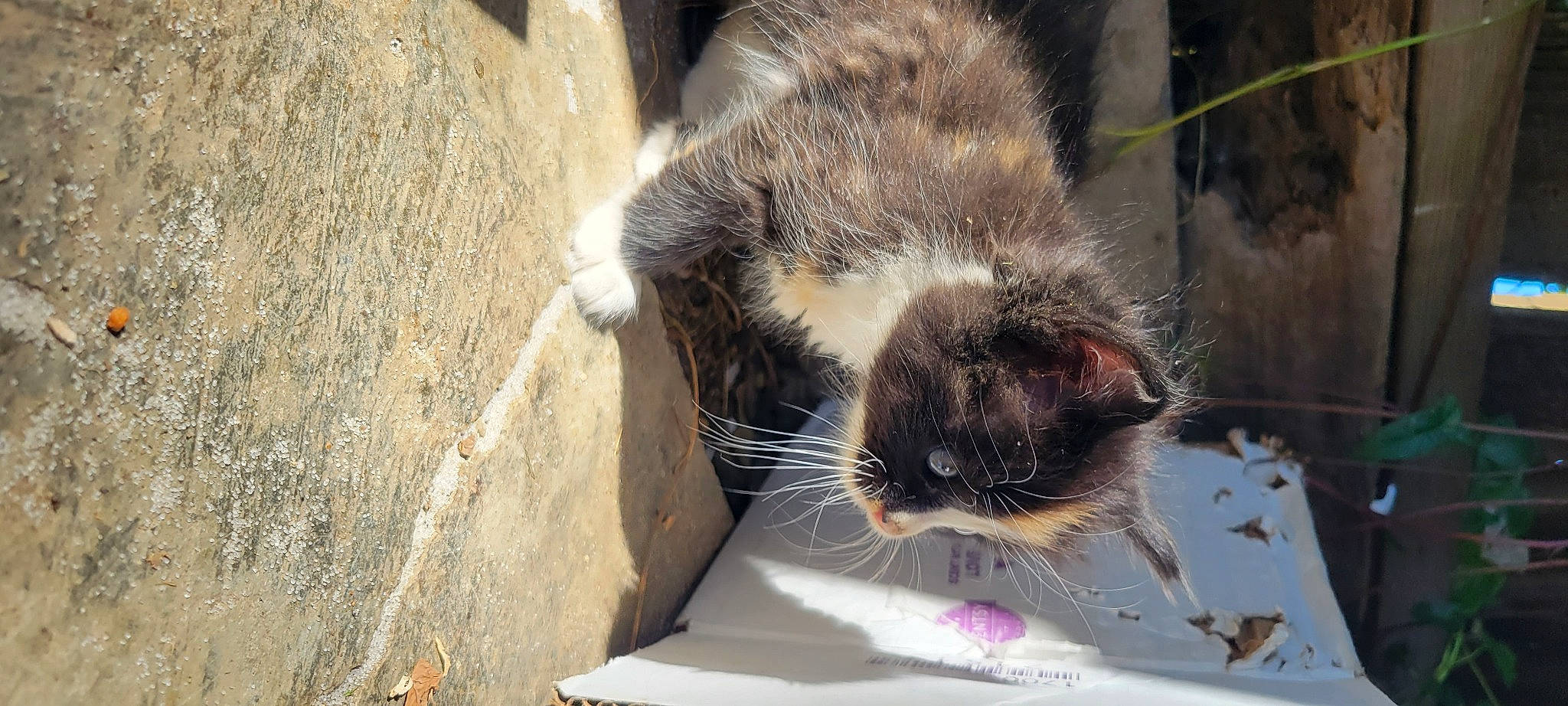 Callie joined the competition — help win amazing prizes! carnivore, cat, claw, domestic_short_haired_cat, eye, fawn, felidae, fur, paw, small_to_medium_sized_cats, snout, tail, terrestrial_animal, water, whiskers, wildlife, window, wood