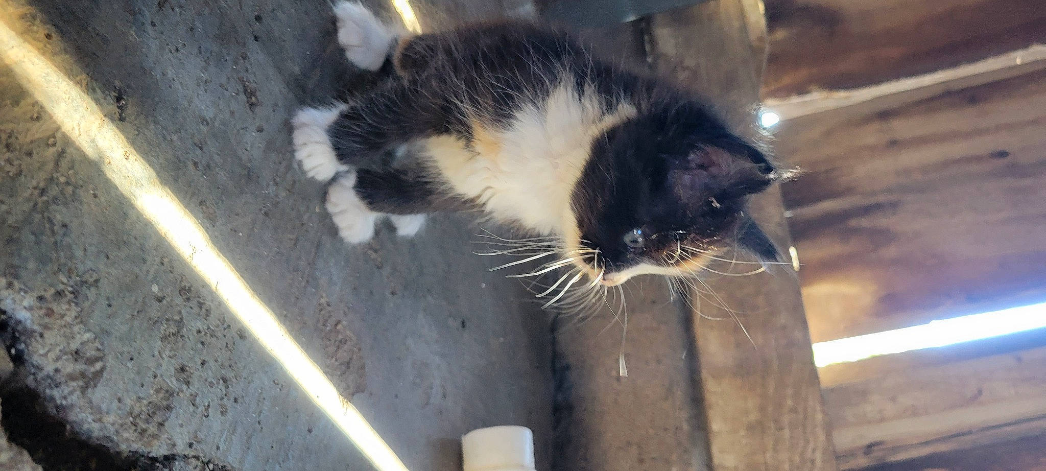 Callie is registered to the contest to win money with this photo: carnivore, cat, claw, domestic_short_haired_cat, felidae, fur, head, paw, plant, small_to_medium_sized_cats, snout, tail, terrestrial_animal, tree, whiskers, window, wood