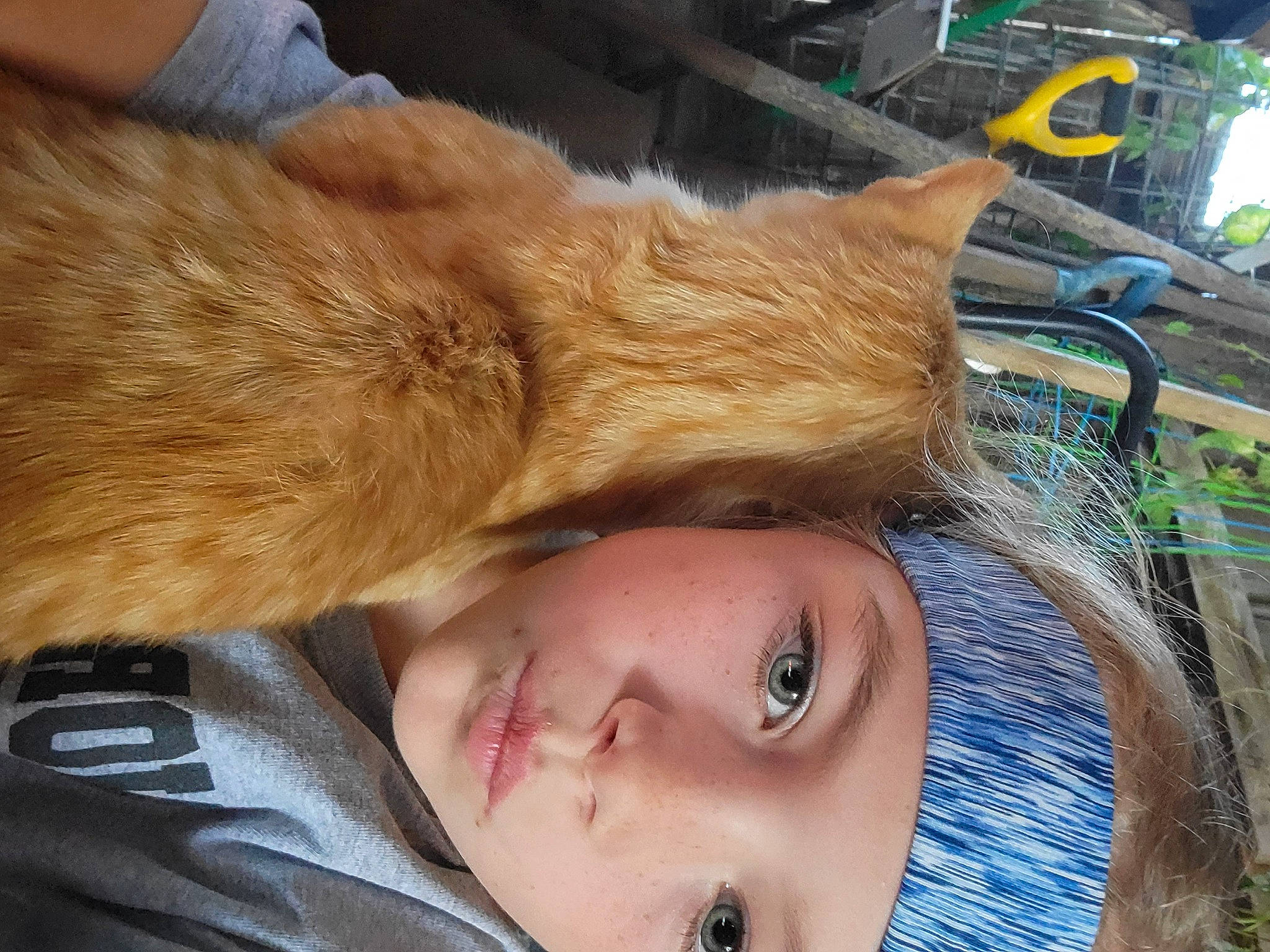 Pumpkin is registered to the contest to win money with this photo: beard, carnivore, cat, comfort, domestic_short_haired_cat, eyelash, fawn, felidae, fur, grass, mammal, nose, plant, skin, small_to_medium_sized_cats, snout, tail, tree, whiskers, wood