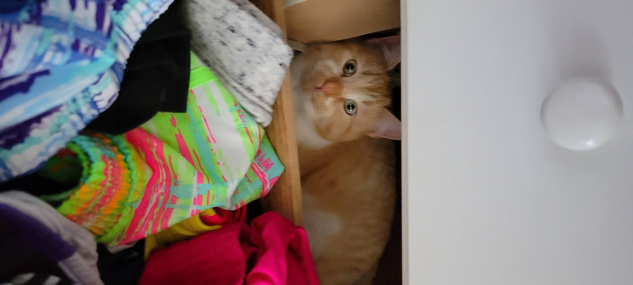 Pumpkin is registered to the contest to win money with this photo: canidae, carnivore, cat, comfort, domestic_short_haired_cat, fawn, felidae, fur, linens, magenta, pattern, paw, photo_caption, room, small_to_medium_sized_cats, tail, whiskers, wood