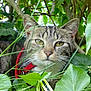 animal, bush, cat, close_up, collar, curious, daylight, feline, grass, green_leaves, nature, outdoor, pet, portrait, red_collar, tabby, tree_branch, whiskers, wildlife, yellow_eyes