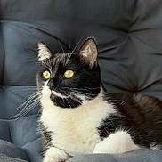Spike a rejoint le concours — aidez-le/la à gagner de superbes lots ! animal, black_and_white, cat, chair, comfortable, cushion, cute, domestic_animal, feline, fur, indoor, looking_away, pet, portrait, relaxed, resting, seated, soft, whiskers, yellow_eyes