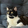 animal, black_and_white, cat, chair, comfortable, cushion, cute, domestic_animal, feline, fur, indoor, looking_away, pet, portrait, relaxed, resting, seated, soft, whiskers, yellow_eyes