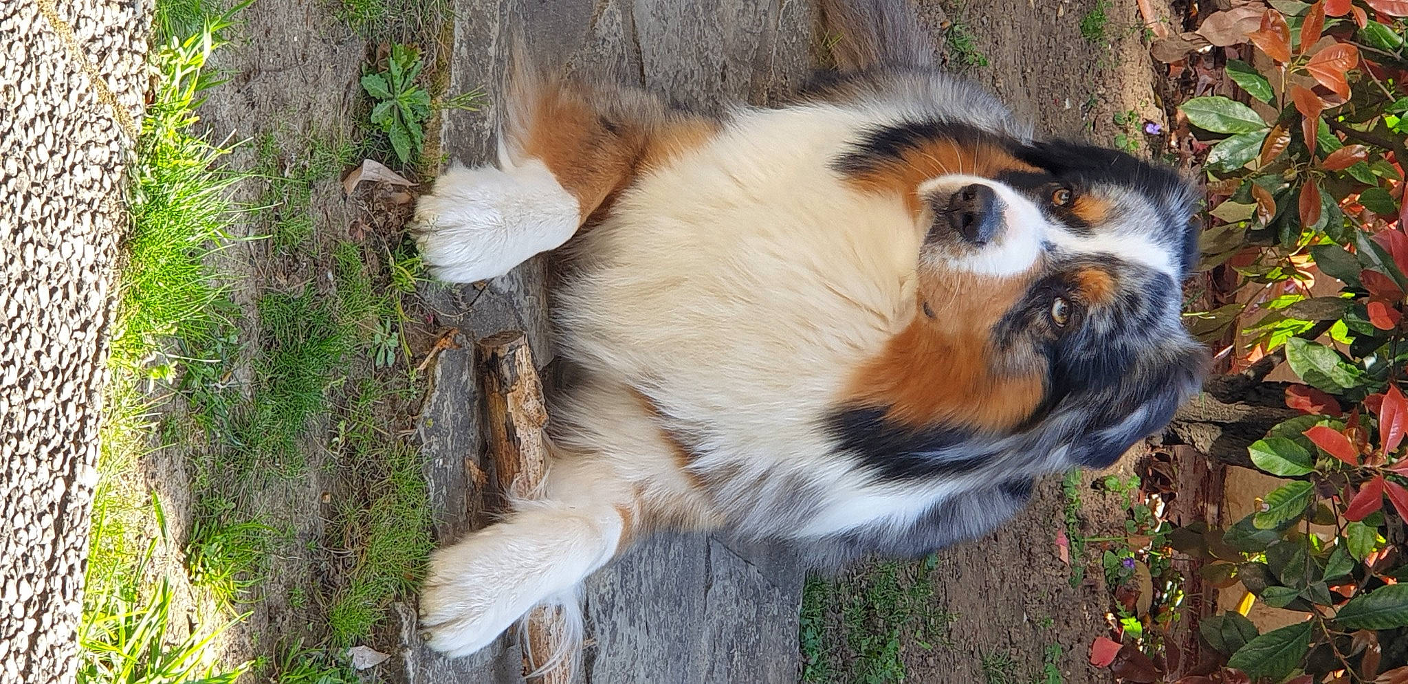 Pitch participe au concours pour gagner de l'argent avec cette photo : canidae, carnivore, companion_dog, dog, dog_breed, fur, grass, herding_dog, plant, snout, sporting_group, tail, terrestrial_animal, trunk, whiskers, wildlife, wood, working_dog