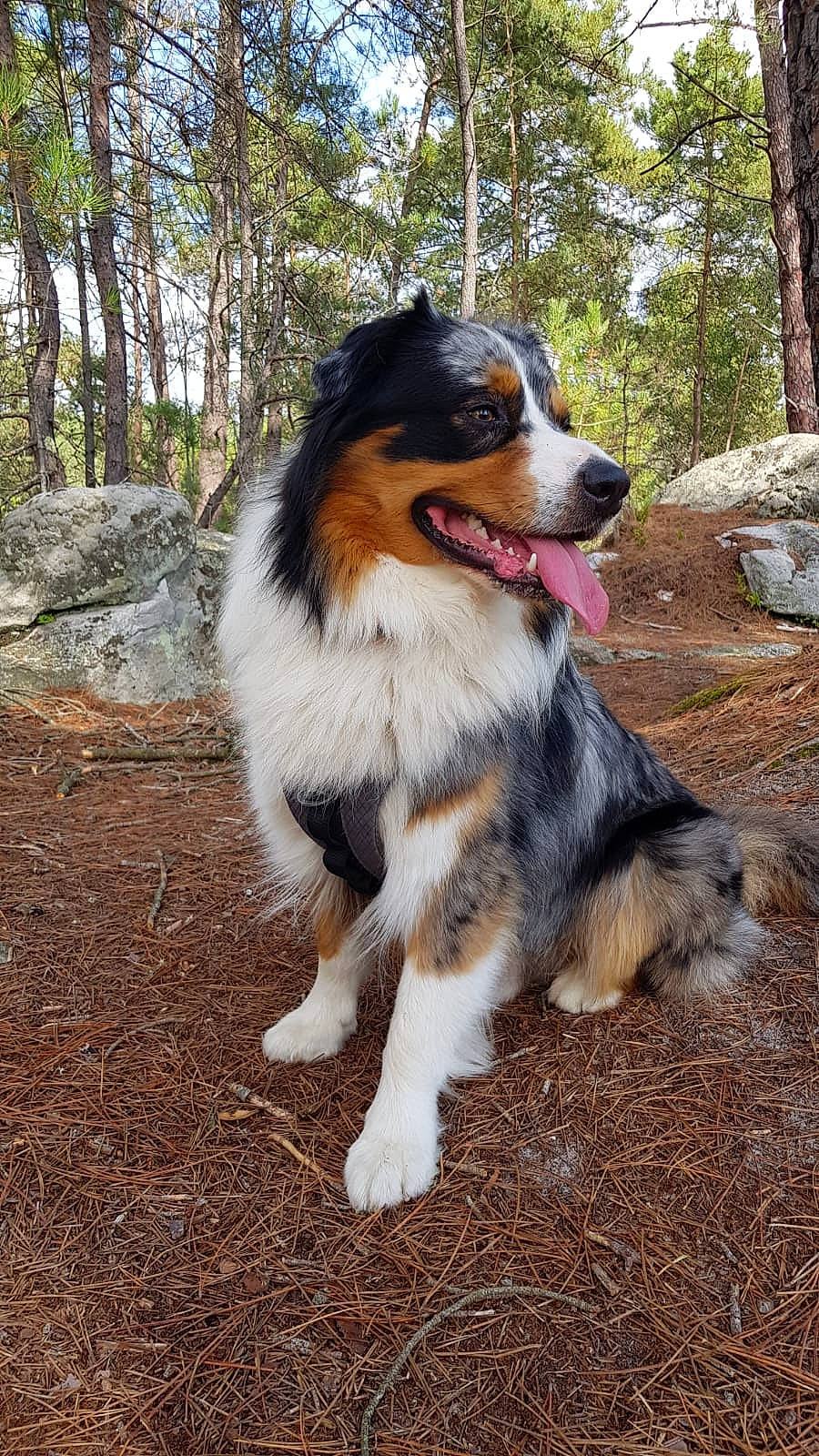 Pitch a rejoint le concours — aidez-le/la à gagner de superbes lots ! canidae, carnivore, collie, companion_dog, dog, dog_breed, giant_dog_breed, herding_dog, plant, rough_collie, scotch_collie, shetland_sheepdog, snout, sporting_group, tail, terrestrial_animal, tree, working_animal, working_dog