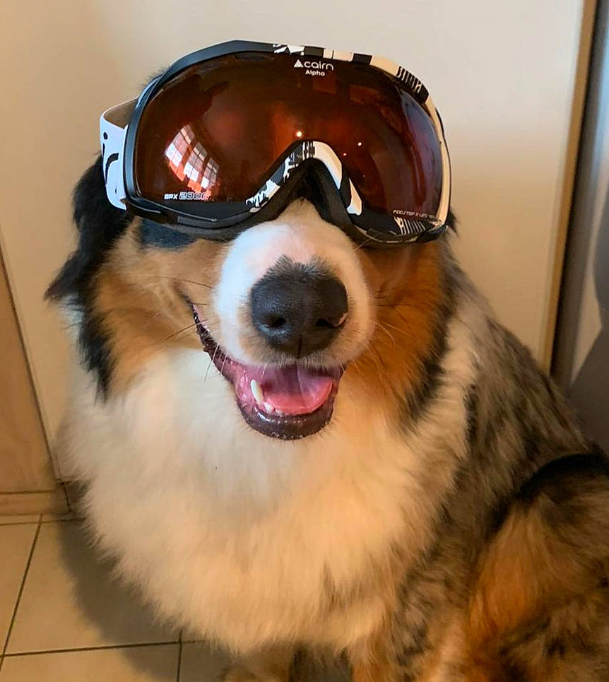 Pitch participe au concours pour gagner de l'argent avec cette photo : border_collie, canidae, carnivore, collar, companion_dog, dog, dog_breed, door, eyewear, flooring, fur, goggles, helmet, personal_protective_equipment, snout, sporting_group, vision_care, whiskers, working_animal, working_dog