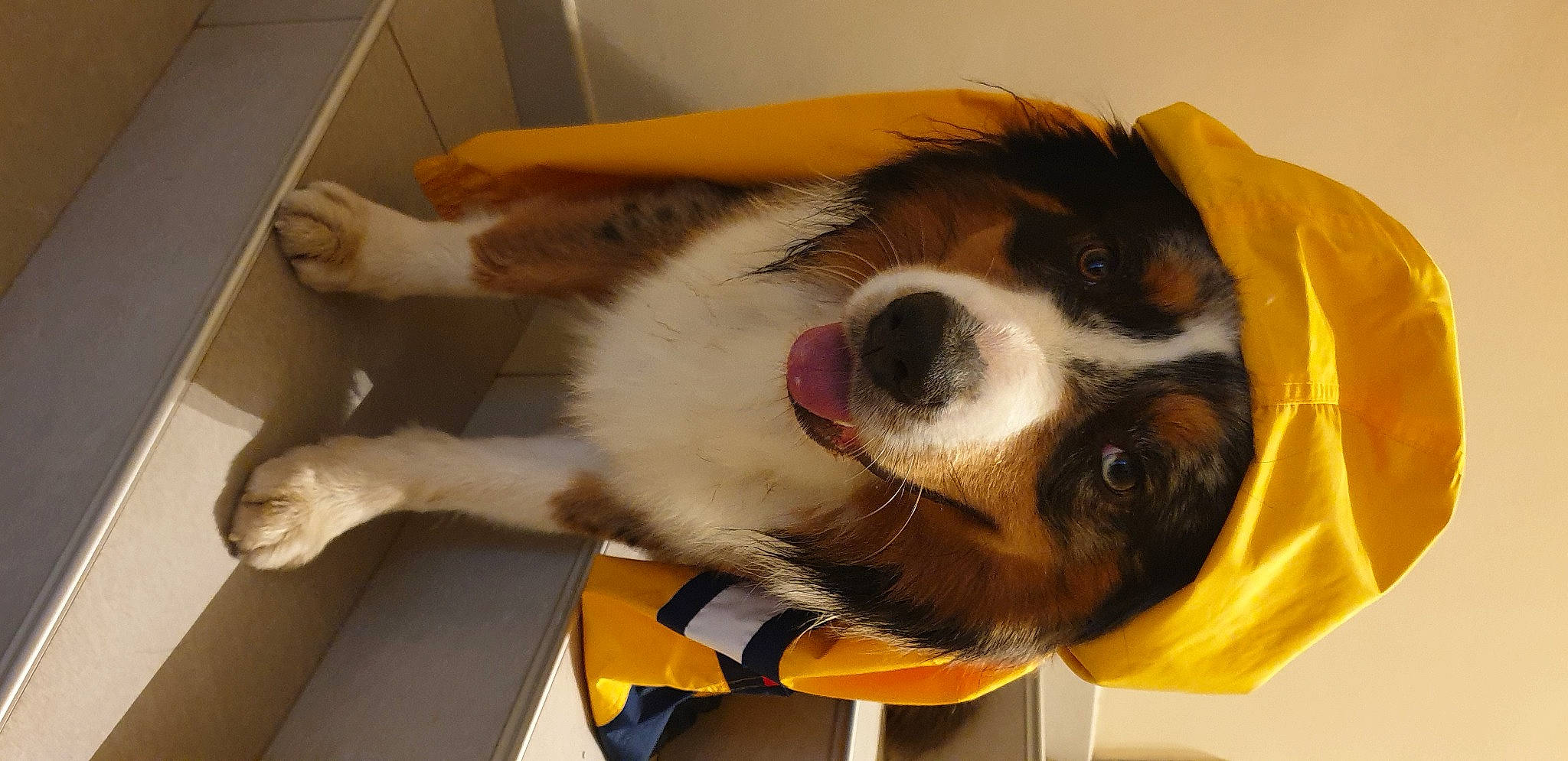 Pitch participe au concours pour gagner de l'argent avec cette photo : canidae, carnivore, cavalier_king_charles_spaniel, collar, companion_dog, dog, dog_breed, flooring, fur, paw, snout, sporting_group, whiskers, working_animal, working_dog