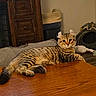 tabby_cat, cat, indoor, wooden_table, furniture, pet, animal, relaxed, ears, eyes, fur, striped, cozy, household, cabinet, basket, cat_tunnel, toys, floor, looking