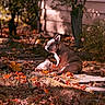 dog, french_bulldog, pet, animal, outdoor, autumn, fall, leaves, garden, yard, sunlight, portrait, sitting, toy, plush_toy, short_coat, ears, canine, home, nature
