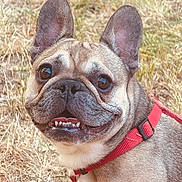 Gerald is registered to the contest to win money with this photo: dog, french_bulldog, pet, animal, portrait, close_up, outdoor, grass, dry_grass, red_harness, harness, bat_ears, wrinkled_face, short_snout, brown_coat, happy, smiling, open_mouth, teeth, cute