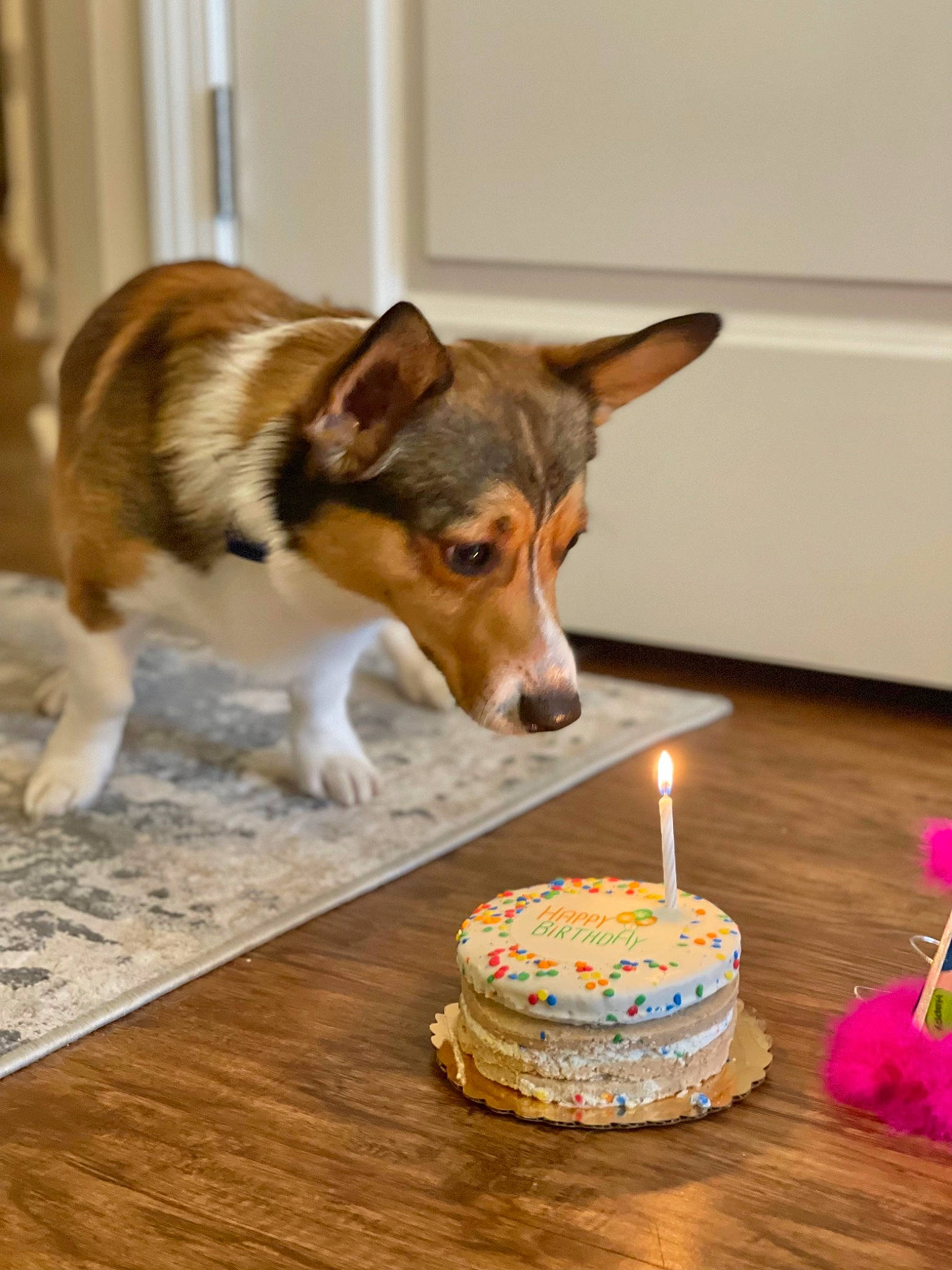 Jaxon joined the competition — help win amazing prizes! baked_goods, birthday_candle, cake, cake_decorating, cake_decorating_supply, candle, carnivore, companion_dog, cuisine, cup, dish, dog, dog_breed, food, ingredient, plate, recipe, sugar_cake, table, tableware