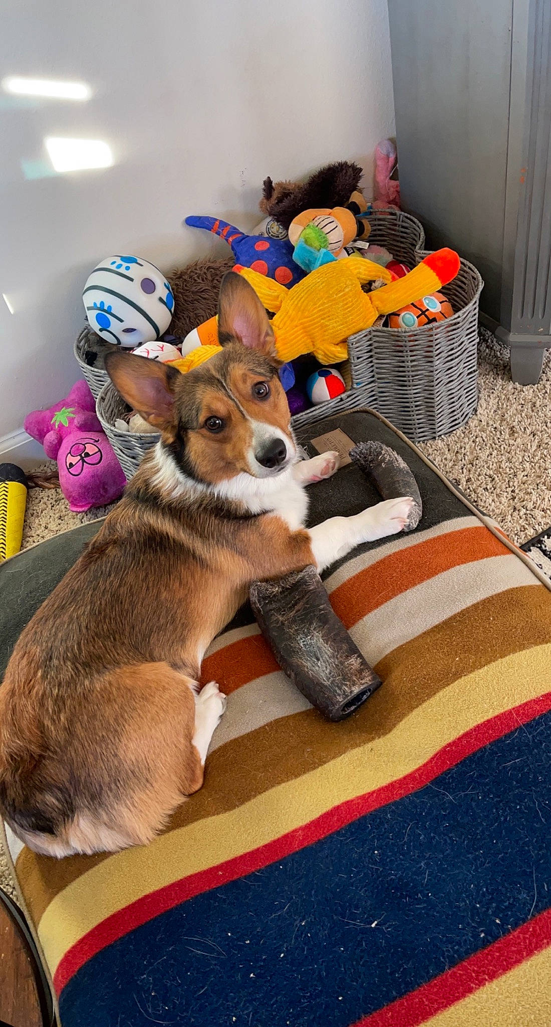 Jaxon is registered to the contest to win money with this photo: bag, carnivore, child, clock, comfort, companion_dog, dog_breed, fawn, felidae, flooring, fur, linens, luggage_and_bags, plush, room, sporting_group, stuffed_toy, tail, toy, wood