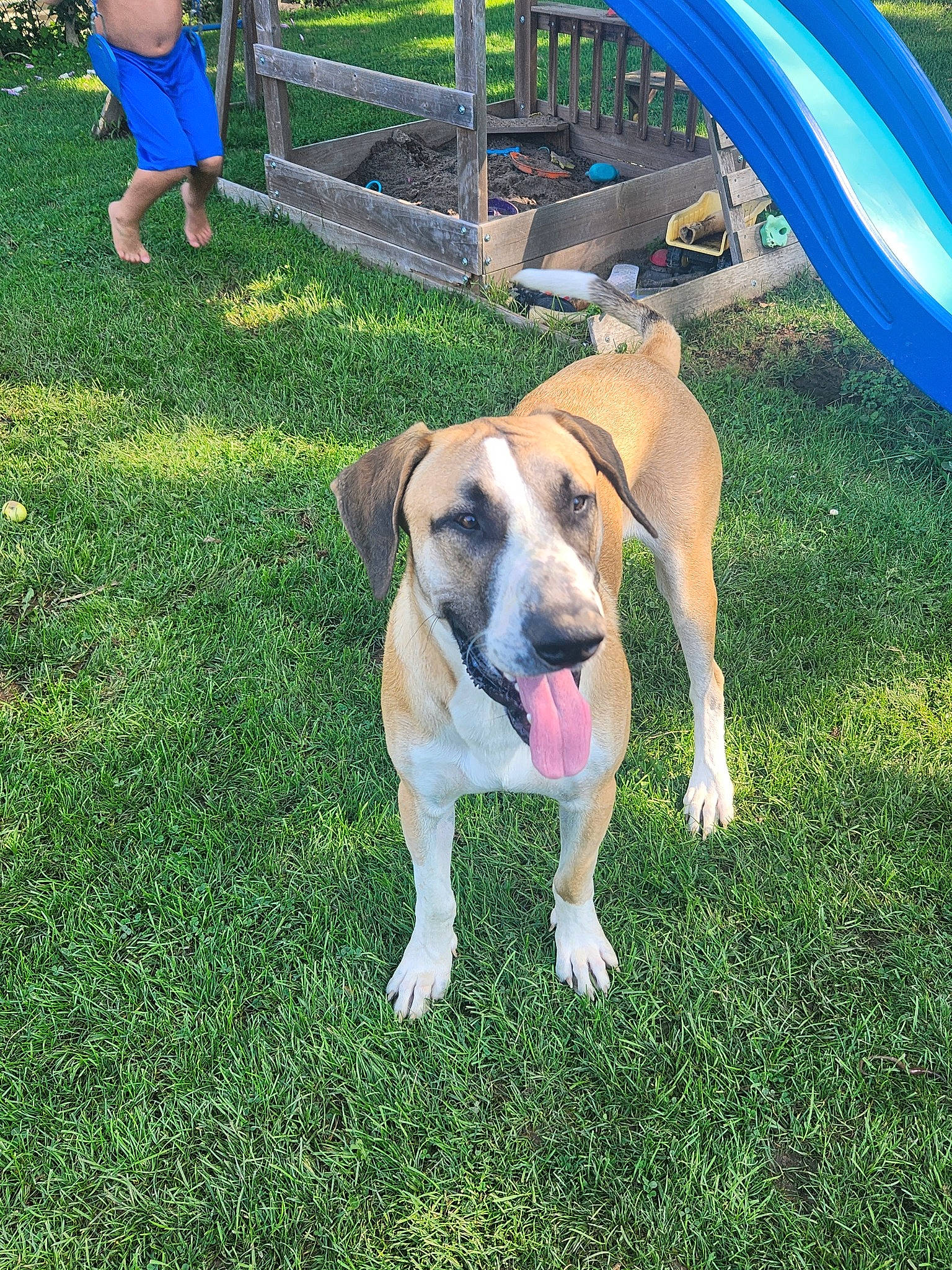 Jaxx joined the competition — help win amazing prizes! blue, canidae, carnivore, chair, companion_dog, dog, dog_breed, fawn, grass, green, lawn, leisure, non_sporting_group, plant, shorts, sporting_group, vehicle_door, working_dog, yard