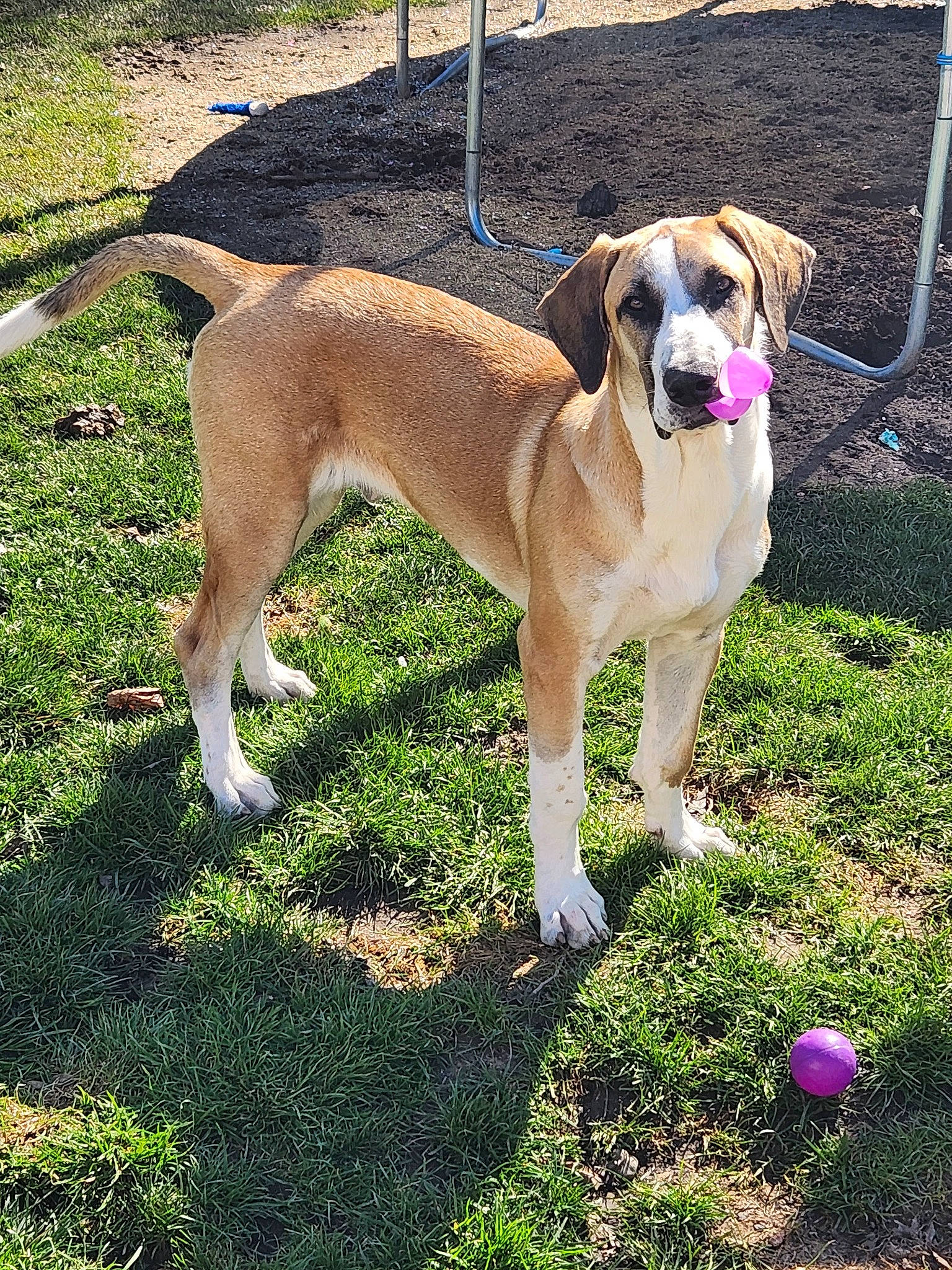 Jaxx is registered to the contest to win money with this photo: ancient_dog_breeds, ball, canidae, carnivore, collar, companion_dog, dog, dog_breed, dog_collar, dog_supply, grass, hunting_dog, non_sporting_group, plant, snout, sporting_group, tail, working_animal, working_dog