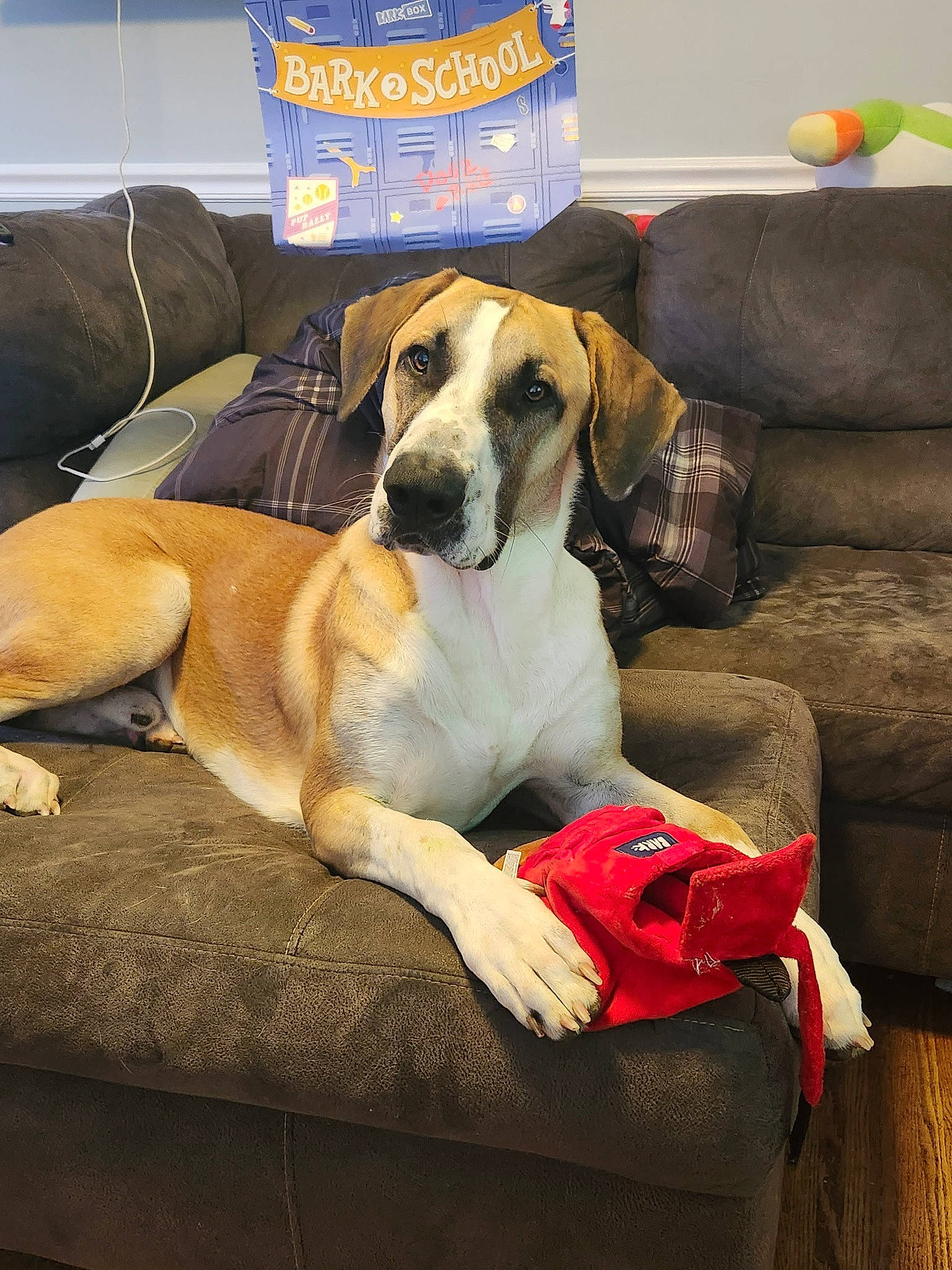 Jaxx joined the competition — help win amazing prizes! balloon, canidae, carnivore, collar, comfort, companion_dog, couch, dog, dog_breed, dog_supply, fawn, lap, paw, sitting, sofa_bed, sporting_group, studio_couch, toy, working_animal