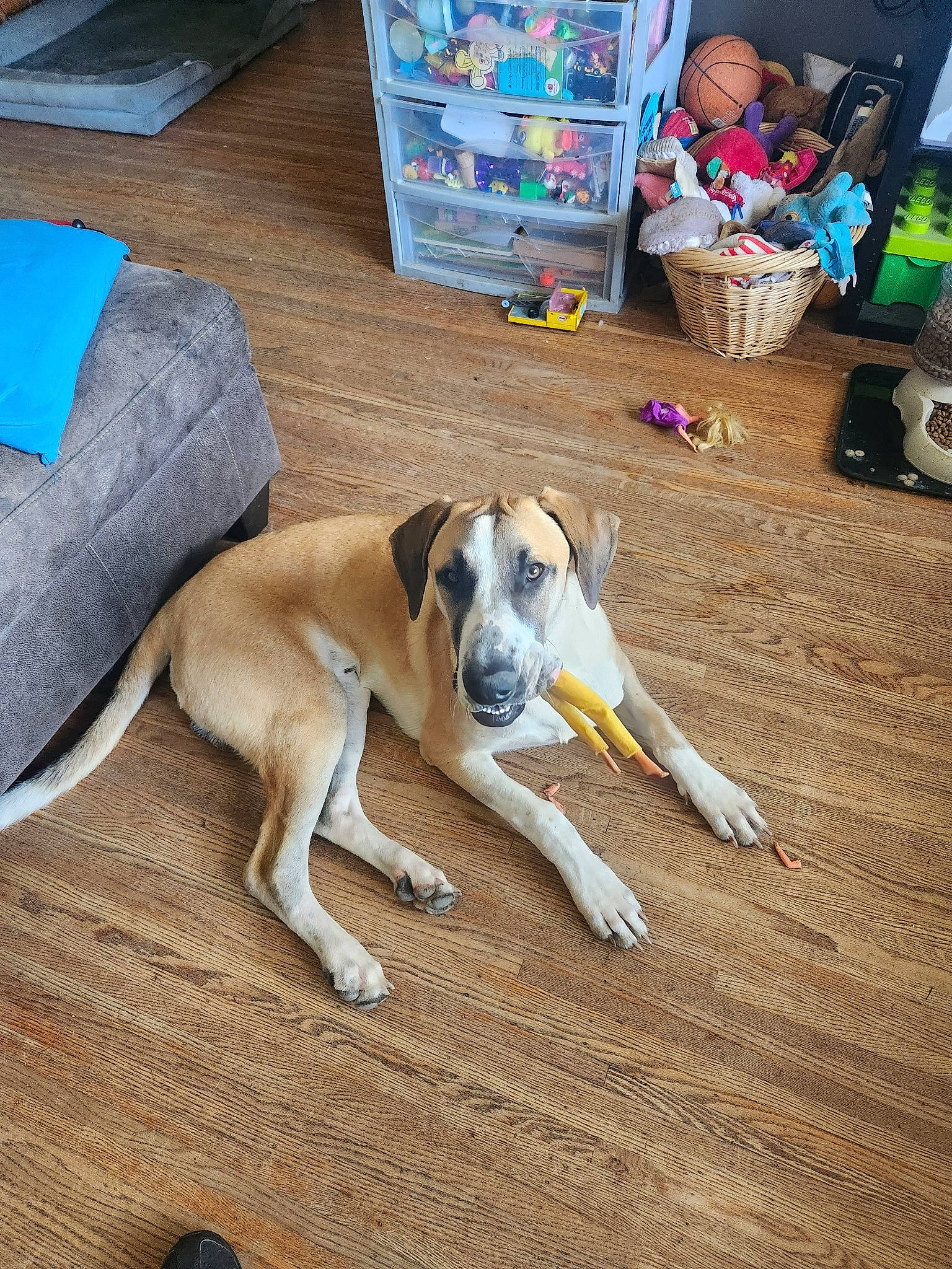 Jaxx joined the competition — help win amazing prizes! box, canidae, carnivore, comfort, companion_dog, dog, dog_breed, dog_supply, fawn, flooring, hardwood, non_sporting_group, paw, sighthound, sporting_group, tail, terrestrial_animal, wood, working_animal, working_dog