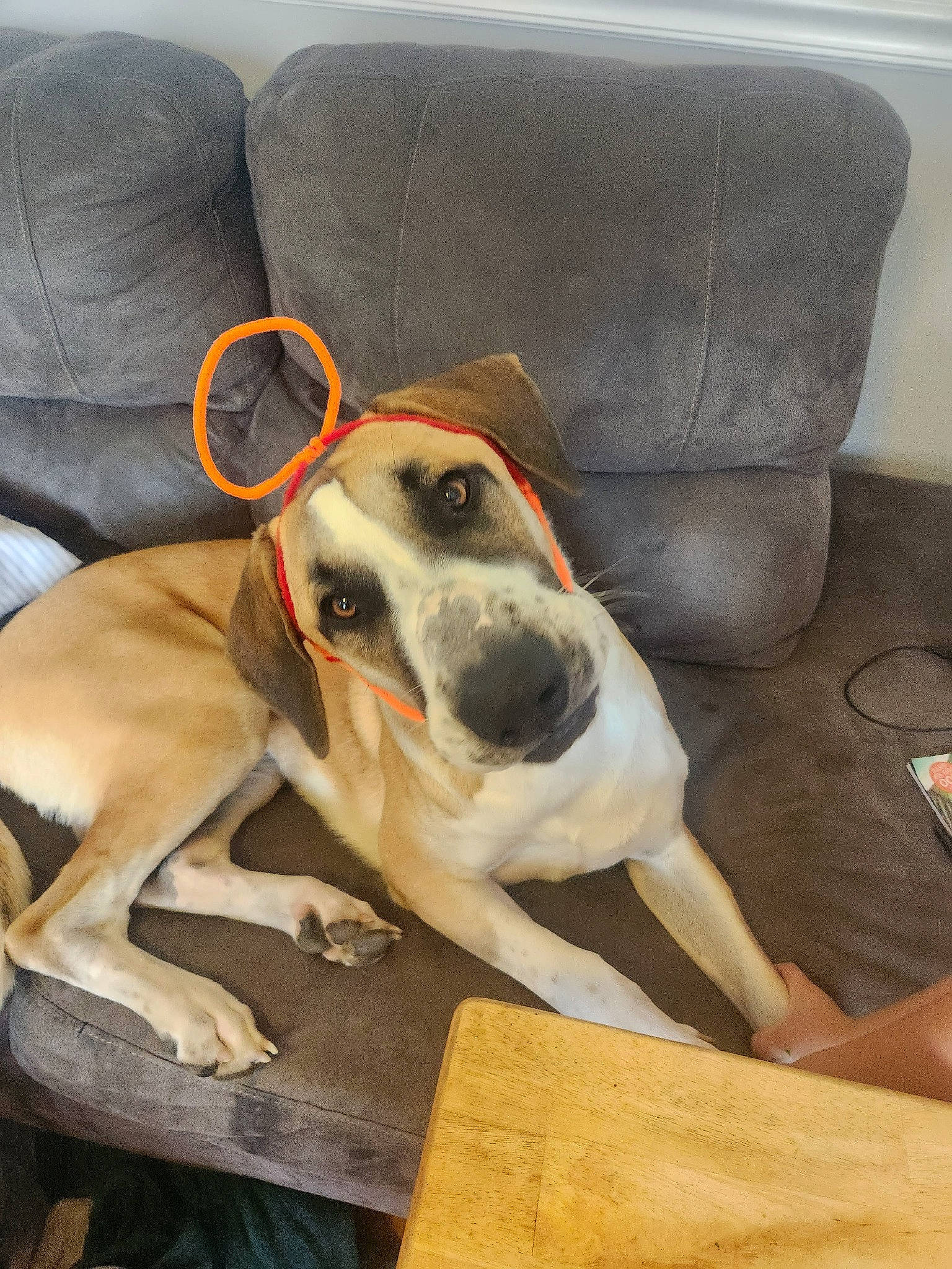 Jaxx is registered to the contest to win money with this photo: armrest, carnivore, chair, collar, comfort, companion_dog, couch, dog, dog_breed, dog_collar, dog_supply, fawn, flooring, hardwood, pet_supply, sighthound, sleeper_chair, sporting_group, wood, working_animal