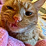 Pickles joined the competition — help win amazing prizes! animal, cat, close_up, cozy, cute, domestic_cat, ears, face, feline, fur, indoor, mouth, nose, orange_tabby, pet, pink_blanket, resting, sleepy, texture, whiskers