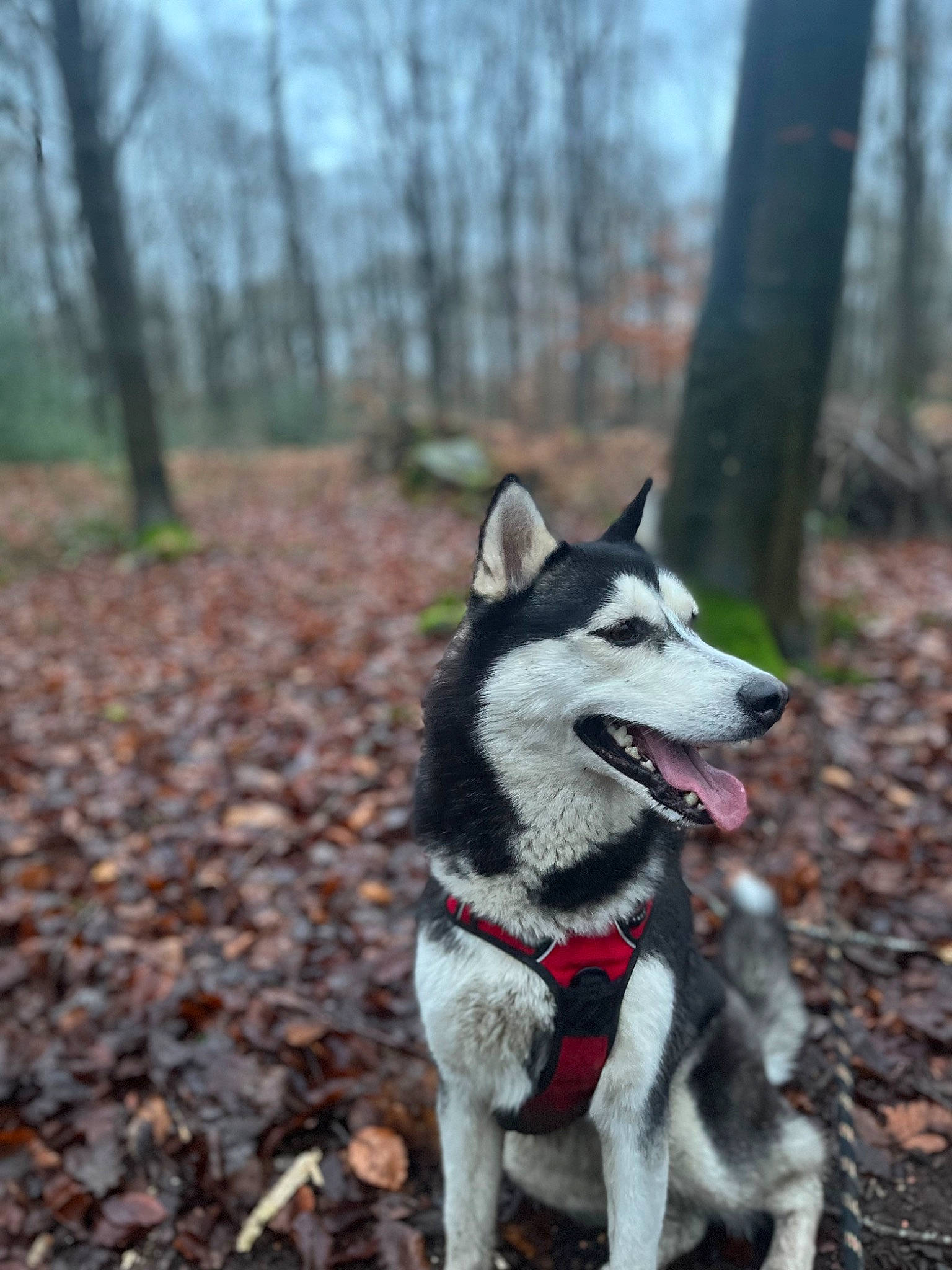 Doly participe au concours pour gagner de l'argent avec cette photo : canidae, canis, carnivore, dog, dog_breed, forest, non_sporting_group, plant, recreation, siberian_husky, sky, sled_dog, sporting_group, tail, terrestrial_animal, trail, tree, wildlife, woodland, working_dog