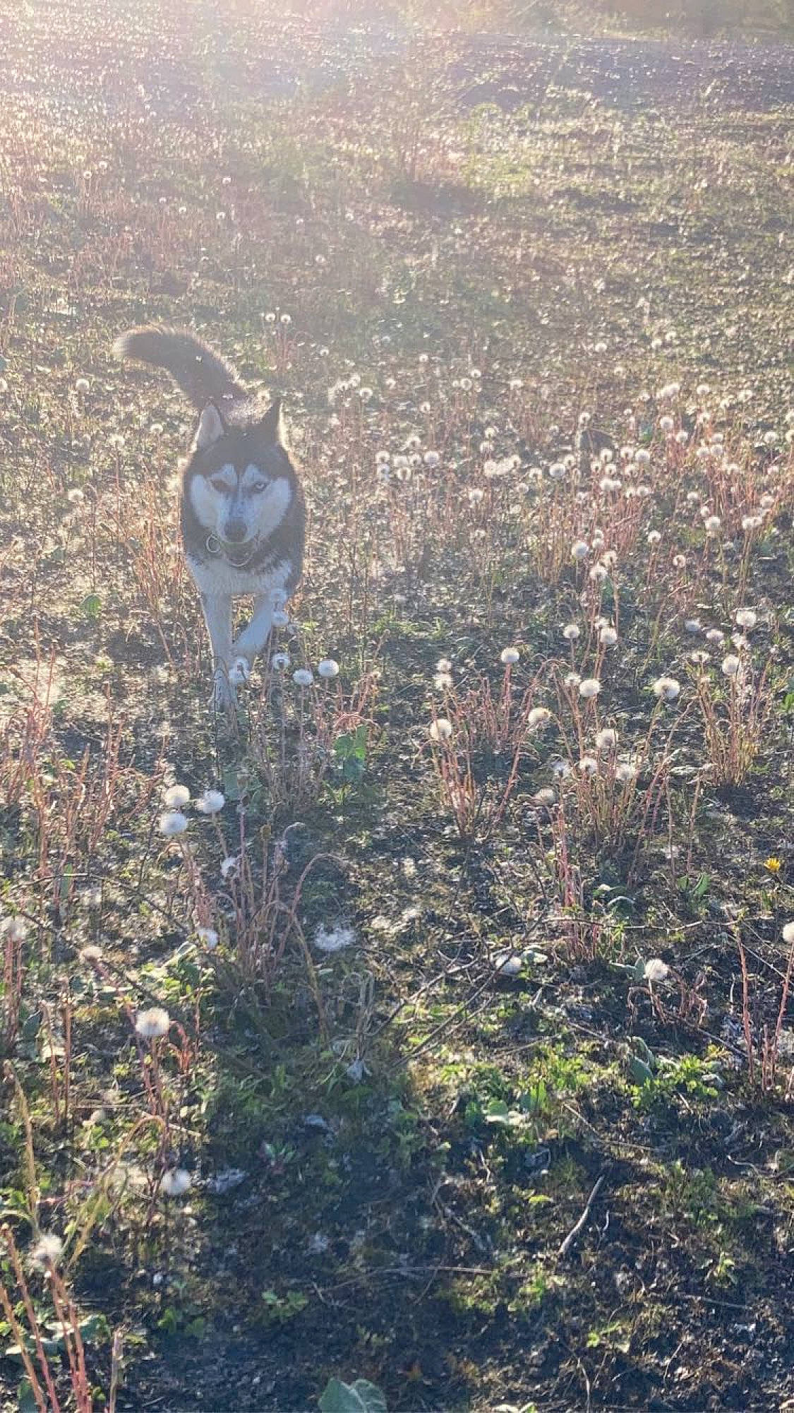 Doly a rejoint le concours — aidez-le/la à gagner de superbes lots ! beak, canidae, carnivore, dog, dog_breed, electric_blue, fawn, field, grass, grassland, natural_landscape, plant, plant_community, shrub, soil, sporting_group, tail, terrestrial_animal, twig, vegetation