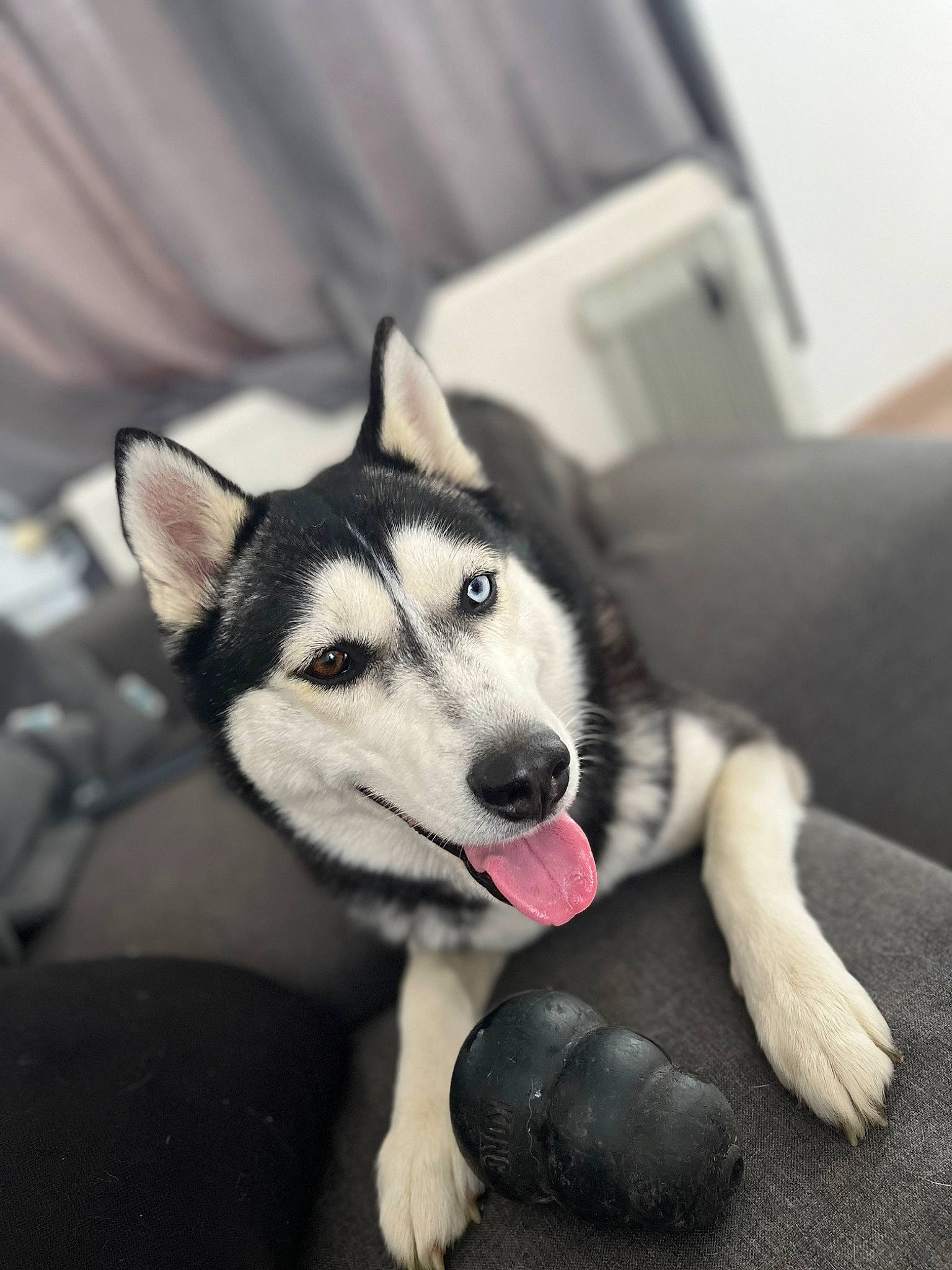 Doly a rejoint le concours — aidez-le/la à gagner de superbes lots ! art, canidae, canis, carnivore, companion_dog, dog, dog_breed, fur, grey, jaw, monochrome, monochrome_photography, sled_dog, snout, sporting_group, terrestrial_animal, whiskers, wildlife, working_animal, working_dog