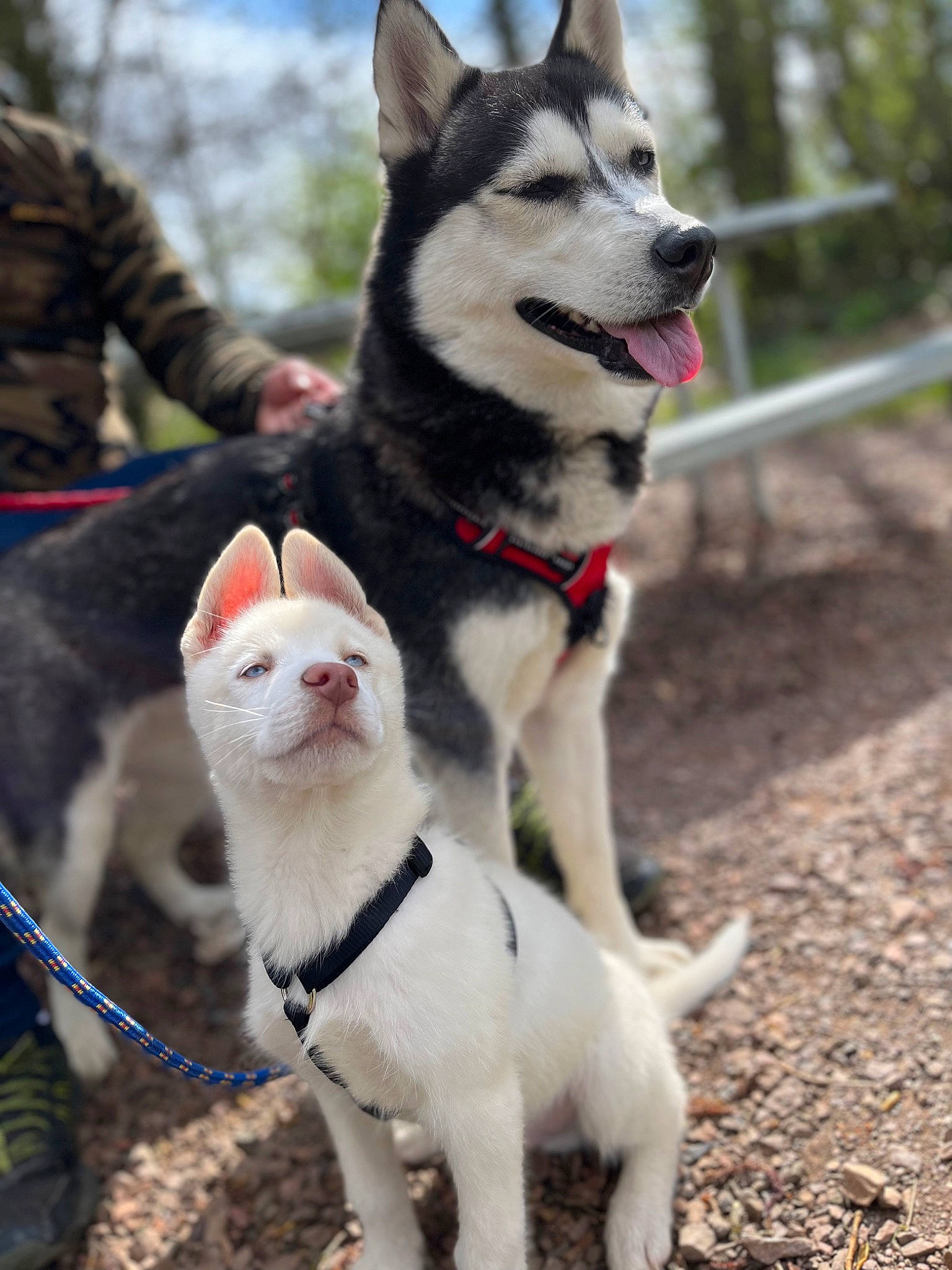 Togo participe au concours pour gagner de l'argent avec cette photo : canidae, carnivore, cat, collar, companion_dog, dog, dog_breed, dog_collar, fawn, felidae, leash, siberian_husky, sky, sled_dog, snout, sporting_group, tail, tree, whiskers, working_animal