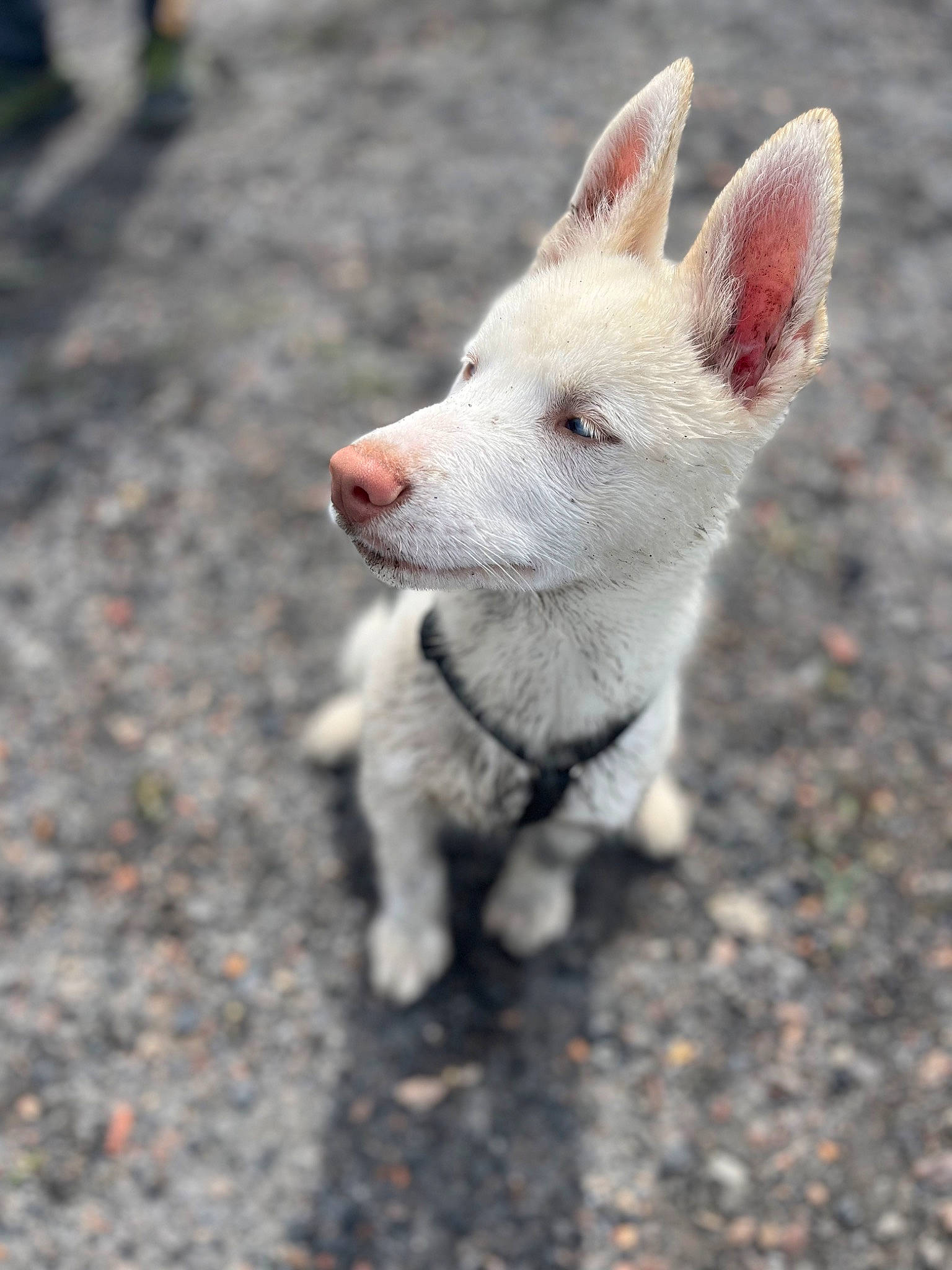 Togo a rejoint le concours — aidez-le/la à gagner de superbes lots ! asphalt, canidae, carnivore, companion_dog, dog, dog_breed, fawn, fennec_fox, fox, fur, grass, non_sporting_group, road_surface, soil, sporting_group, tail, terrestrial_animal, whiskers, wildlife, working_animal