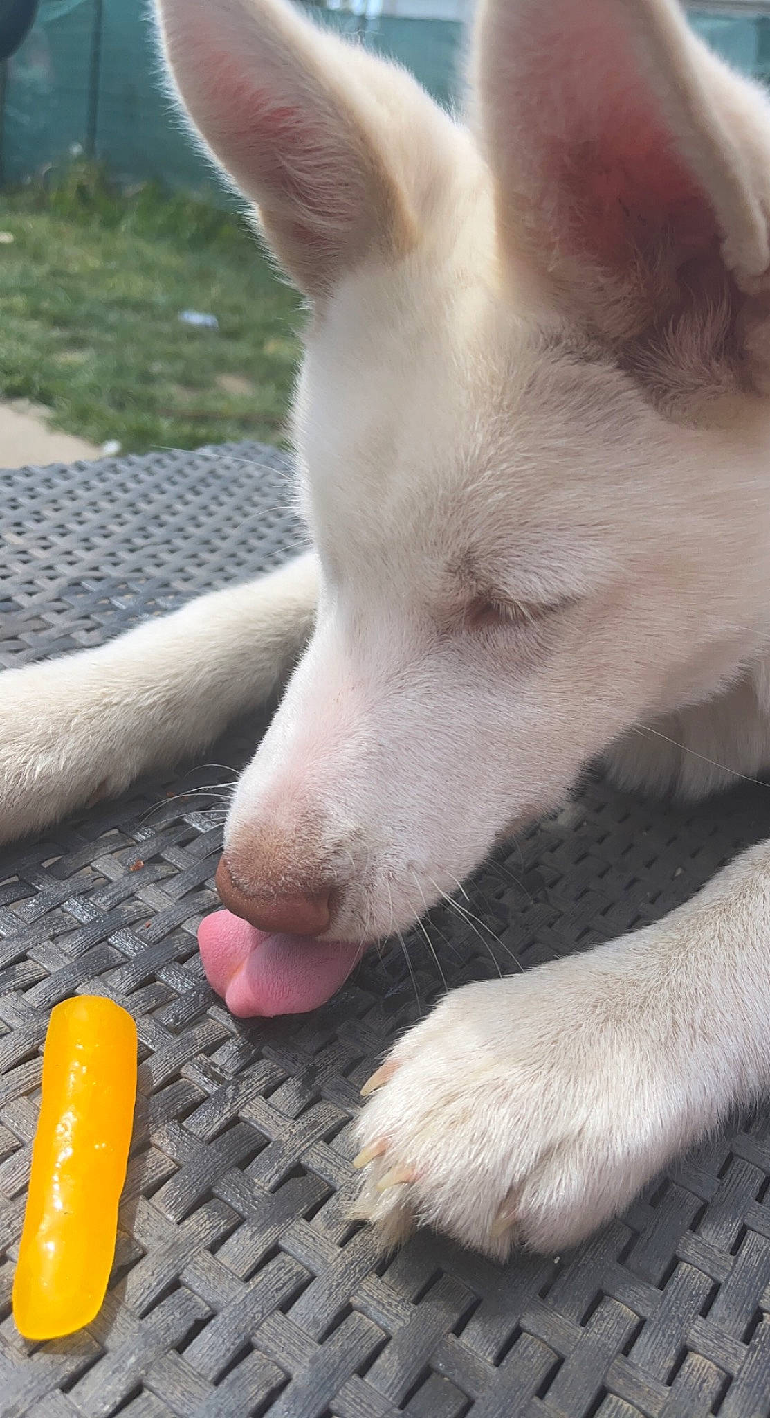 Togo participe au concours pour gagner de l'argent avec cette photo : ancient_dog_breeds, carnivore, companion_dog, cone, dog, dog_breed, foot, fur, non_sporting_group, paw, plastic_bottle, road_surface, sporting_group, terrestrial_animal, whiskers, working_animal, working_dog