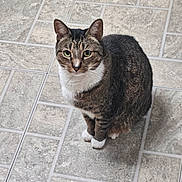 Wolverine is registered to the contest to win money with this photo: animal, cat, curious, cute, domestic_cat, ears, feline, floor, fur, green_eyes, indoor, looking_up, mammal, pet, sitting, tabby, tile, whiskers, white_chest, white_paws