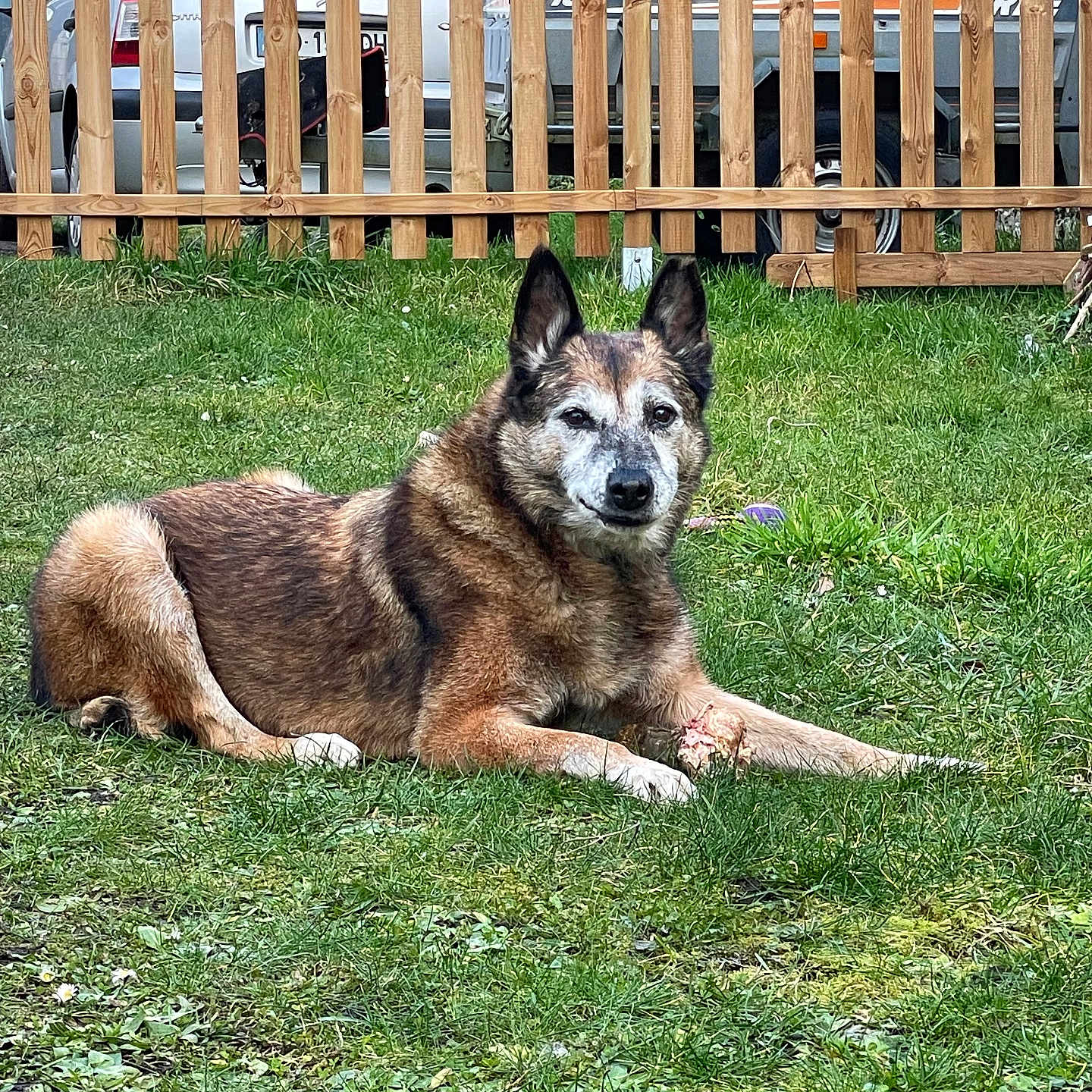 Flamme participe au concours pour gagner de l'argent avec cette photo : animal, backyard, canine, dog, fence, field, germanshepherd, grass, grassland, husky, indoors, interiordesign, nature, outdoors, pet, picket, picketfence, plant, puppy, yard