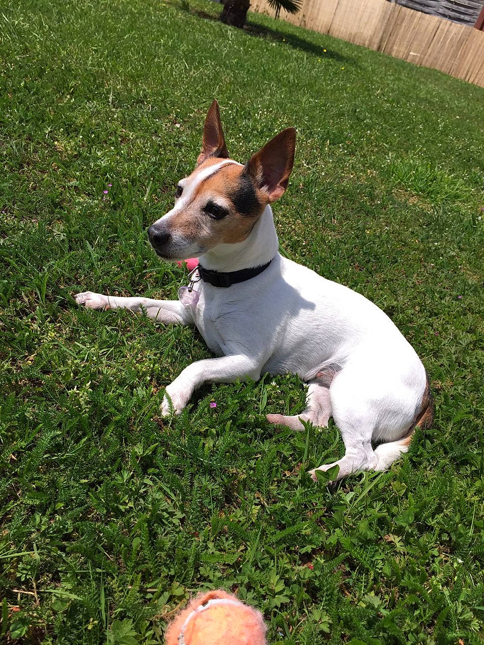 Harper a rejoint le concours — aidez-le/la à gagner de superbes lots ! canidae, carnivore, companion_dog, dog, dog_breed, feist, fox_terrier, grass, mammal, miniature_fox_terrier, plant, rare_breed_dog, rat_terrier, smooth_fox_terrier, sporting_group, teddy_roosevelt_terrier, tenterfield_terrier, terrier, toy_fox_terrier, vertebrate