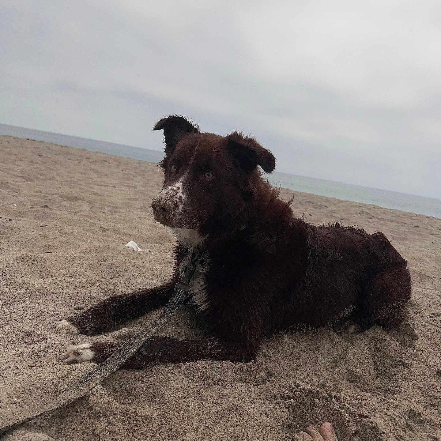 Bear Martinez joined the competition — help win amazing prizes! accessories, animal, beach, canine, clothing, coast, collie, dog, labradorretriever, leash, nature, outdoors, person, pet, puppy, sea, shoreline, soil, strap, water